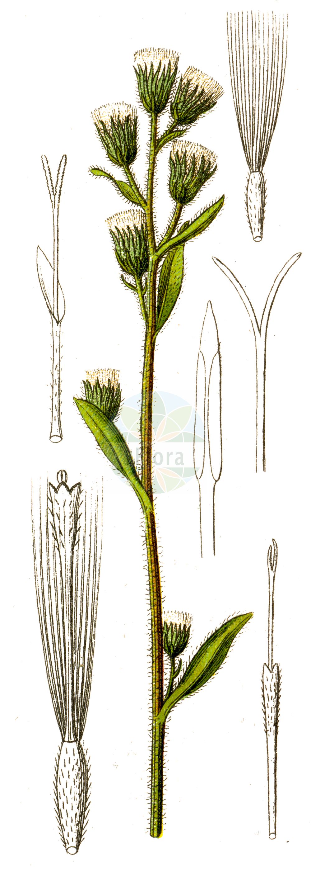 Historische Abbildung von Erigeron acris (Scharfes Berufkraut - Blue Fleabane). Das Bild zeigt Blatt, Bluete, Frucht und Same. ---- Historical Drawing of Erigeron acris (Scharfes Berufkraut - Blue Fleabane). The image is showing leaf, flower, fruit and seed.(Erigeron acris,Scharfes Berufkraut,Blue Fleabane,Erigeron acris,Erigeron corymbosus,Erigeron crispulus,Erigeron orientalis,Erigeron shepardii,Trimorpha acris,Scharfes Berufkraut,Eigentliches Scharfes Berufkraut,Gewoehnliches Scharfes Berufkraut,Grossblaettriges Scharfes Berufkraut,Kantiges Berufkraut,Kantiges Scharfes Berufkraut,Raues Berufkraut,Blue Fleabane,Bitter Fleabane,Erigeron,Berufkraut,Fleabane,Asteraceae,Korbblütengewächse,Daisy family,Blatt,Bluete,Frucht,Same,leaf,flower,fruit,seed,Sturm (1796f))