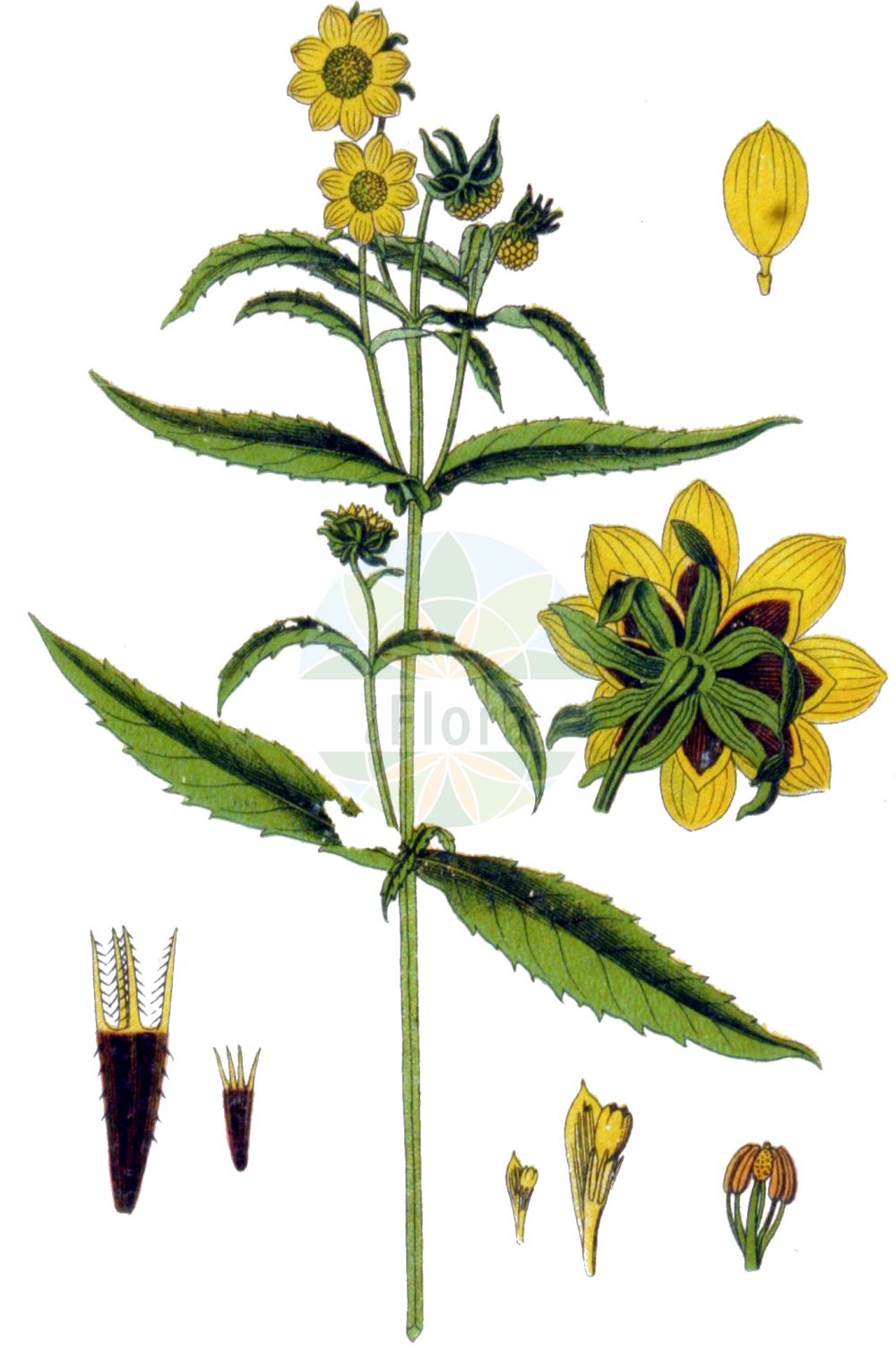 Historische Abbildung von Bidens cernuus (Nickender Zweizahn - Nodding Bur-marigold). Das Bild zeigt Blatt, Bluete, Frucht und Same. ---- Historical Drawing of Bidens cernuus (Nickender Zweizahn - Nodding Bur-marigold). The image is showing leaf, flower, fruit and seed.(Bidens cernuus,Nickender Zweizahn,Nodding Bur-marigold,Bidens cernuus,Bidens minimus,Coreopsis bidens,Nickender Zweizahn,Nodding Bur-marigold,Nodding Beggarticks,Nodding Beggartick,Bidens,Zweizahn,Beggarticks,Asteraceae,Korbblütengewächse,Daisy family,Blatt,Bluete,Frucht,Same,leaf,flower,fruit,seed,Sturm (1796f))