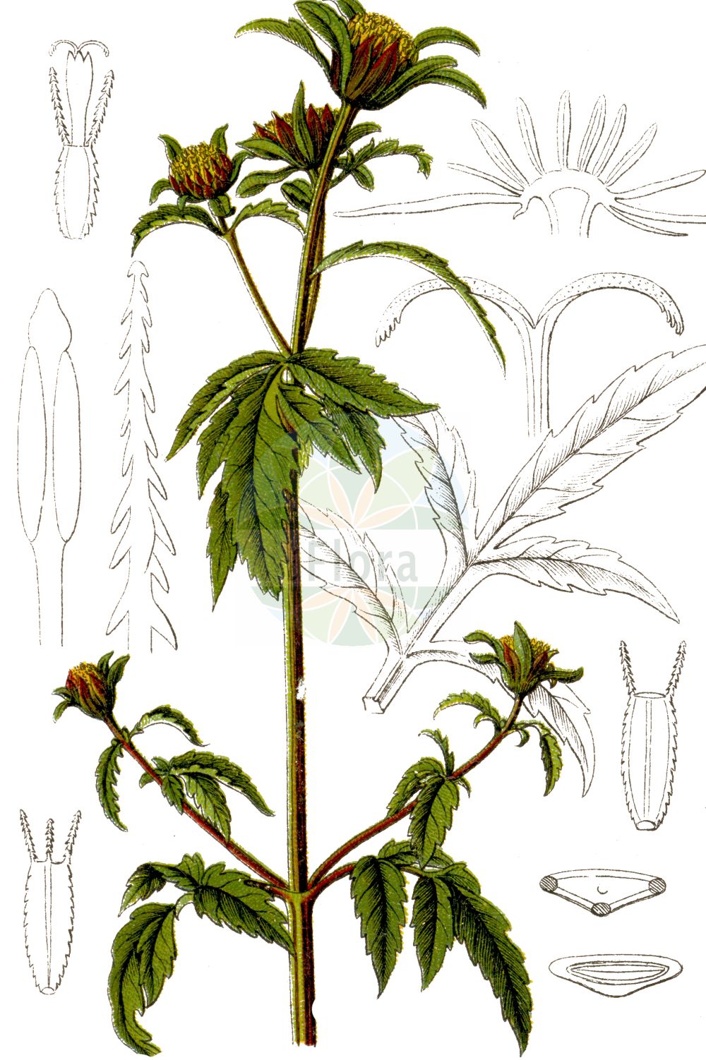 Historische Abbildung von Bidens tripartitus (Dreiteiliger Zweizahn - Trifid Bur-marigold). Das Bild zeigt Blatt, Bluete, Frucht und Same. ---- Historical Drawing of Bidens tripartitus (Dreiteiliger Zweizahn - Trifid Bur-marigold). The image is showing leaf, flower, fruit and seed.(Bidens tripartitus,Dreiteiliger Zweizahn,Trifid Bur-marigold,Bidens orientalis,Bidens tripartitus,Dreiteiliger Zweizahn,Gewoehnlicher Zweizahn,Trifid Bur-marigold,Three-lobe Beggarticks,Leafy-bract Beggarticks,Three-cleft Bur-Marigold,Tripartite Bur-marigold,Water Agrimony,Bur Beggarticks,Bidens,Zweizahn,Beggarticks,Asteraceae,Korbblütengewächse,Daisy family,Blatt,Bluete,Frucht,Same,leaf,flower,fruit,seed,Sturm (1796f))