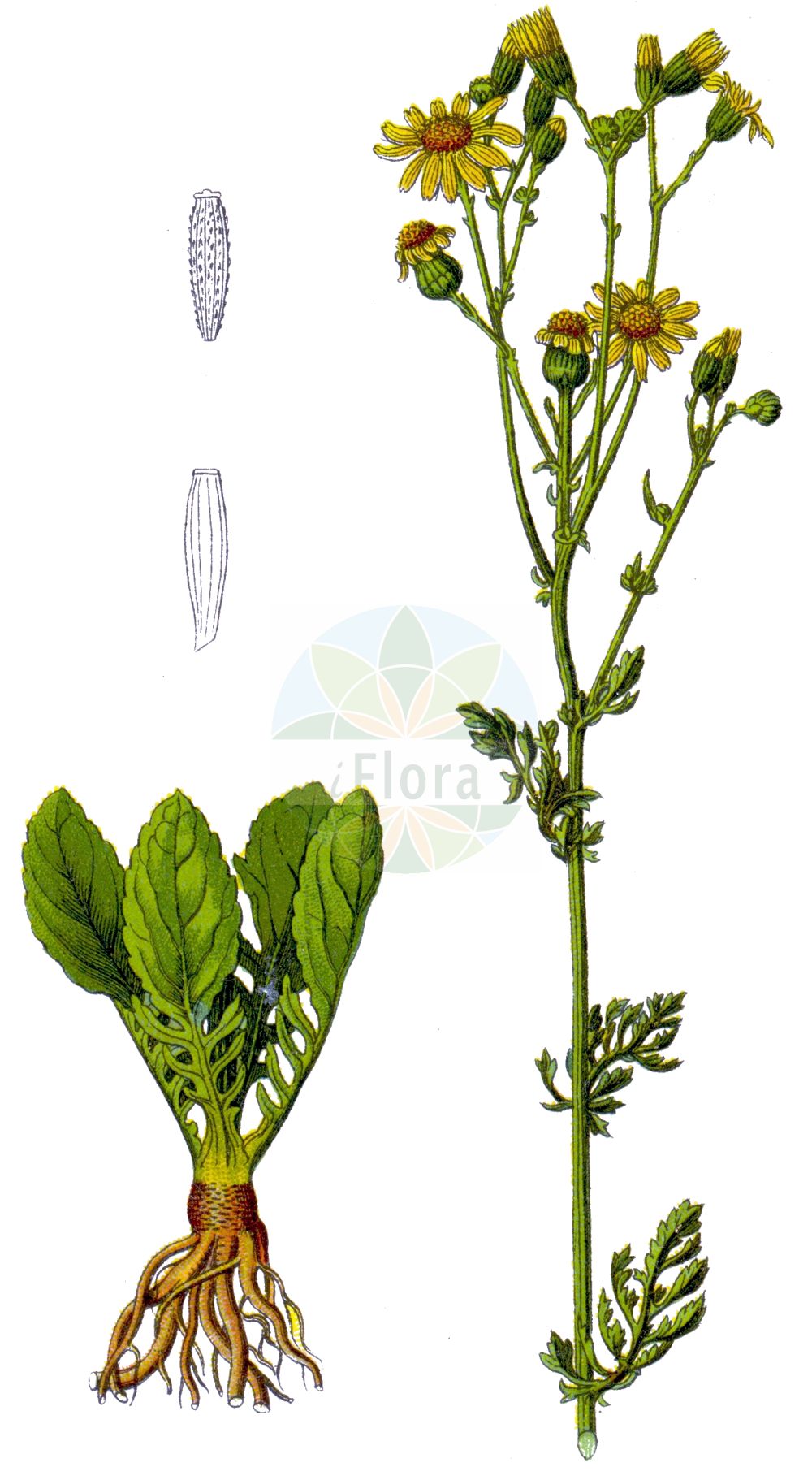 Historische Abbildung von Jacobaea vulgaris (Jakobsgreiskraut - Common Ragwort). Das Bild zeigt Blatt, Bluete, Frucht und Same. ---- Historical Drawing of Jacobaea vulgaris (Jakobsgreiskraut - Common Ragwort). The image is showing leaf, flower, fruit and seed.(Jacobaea vulgaris,Jakobsgreiskraut,Common Ragwort,Jacobaea vulgaris,Senecio flosculosus,Senecio foliosus,Senecio jacobaea,Senecio jacobaeoides,Senecio nemorosus,Senecio praealtus subsp. foliosus,Jakobsgreiskraut,Duenen-Jakobsgreiskraut,Jakobs-Greiskraut,Common Ragwort,Stinking Willie,St James's Ragwort,Tansy Ragwort,Jacobaea,Asteraceae,Korbblütengewächse,Daisy family,Blatt,Bluete,Frucht,Same,leaf,flower,fruit,seed,Sturm (1796f))