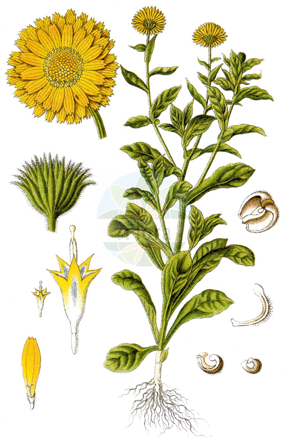 Historische Abbildung von Calendula officinalis (Garten-Ringelblume - Pot Marigold). Das Bild zeigt Blatt, Bluete, Frucht und Same. ---- Historical Drawing of Calendula officinalis (Garten-Ringelblume - Pot Marigold). The image is showing leaf, flower, fruit and seed.(Calendula officinalis,Garten-Ringelblume,Pot Marigold,Calendula officinalis,Garten-Ringelblume,Gewoehnliche Ringelblume,Pot Marigold,Garden Marigold,Hen-and-Chickens,Calendula,Ringelblume,Marigold,Asteraceae,Korbblütengewächse,Daisy family,Blatt,Bluete,Frucht,Same,leaf,flower,fruit,seed,Sturm (1796f))
