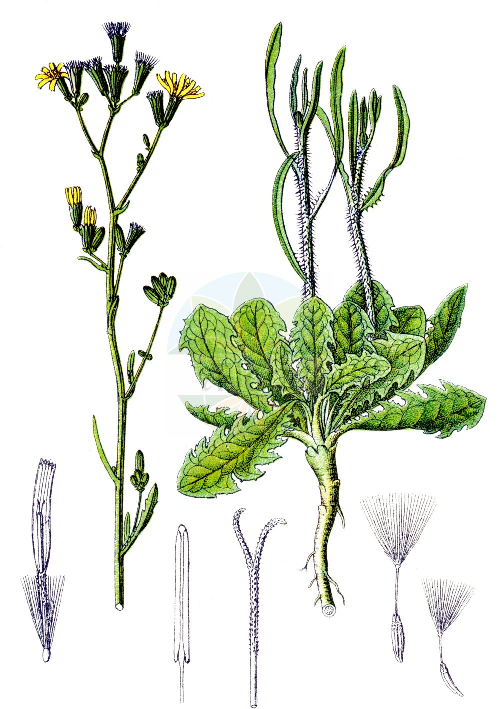 Historische Abbildung von Chondrilla juncea (Großer Knorpellattich - Skeletonweed). Das Bild zeigt Blatt, Bluete, Frucht und Same. ---- Historical Drawing of Chondrilla juncea (Großer Knorpellattich - Skeletonweed). The image is showing leaf, flower, fruit and seed.(Chondrilla juncea,Großer Knorpellattich,Skeletonweed,Chondrilla acanthophylla,Chondrilla juncea,Chondrilla vallisoletana,Grosser Knorpellattich,Ruten-Knorpellattich,Skeletonweed,Devil's Grass,Gum Succory,Nakedweed,Rush Skeletonweed,Chondrilla,Knorpellattich,Chondrilla,Asteraceae,Korbblütengewächse,Daisy family,Blatt,Bluete,Frucht,Same,leaf,flower,fruit,seed,Sturm (1796f))