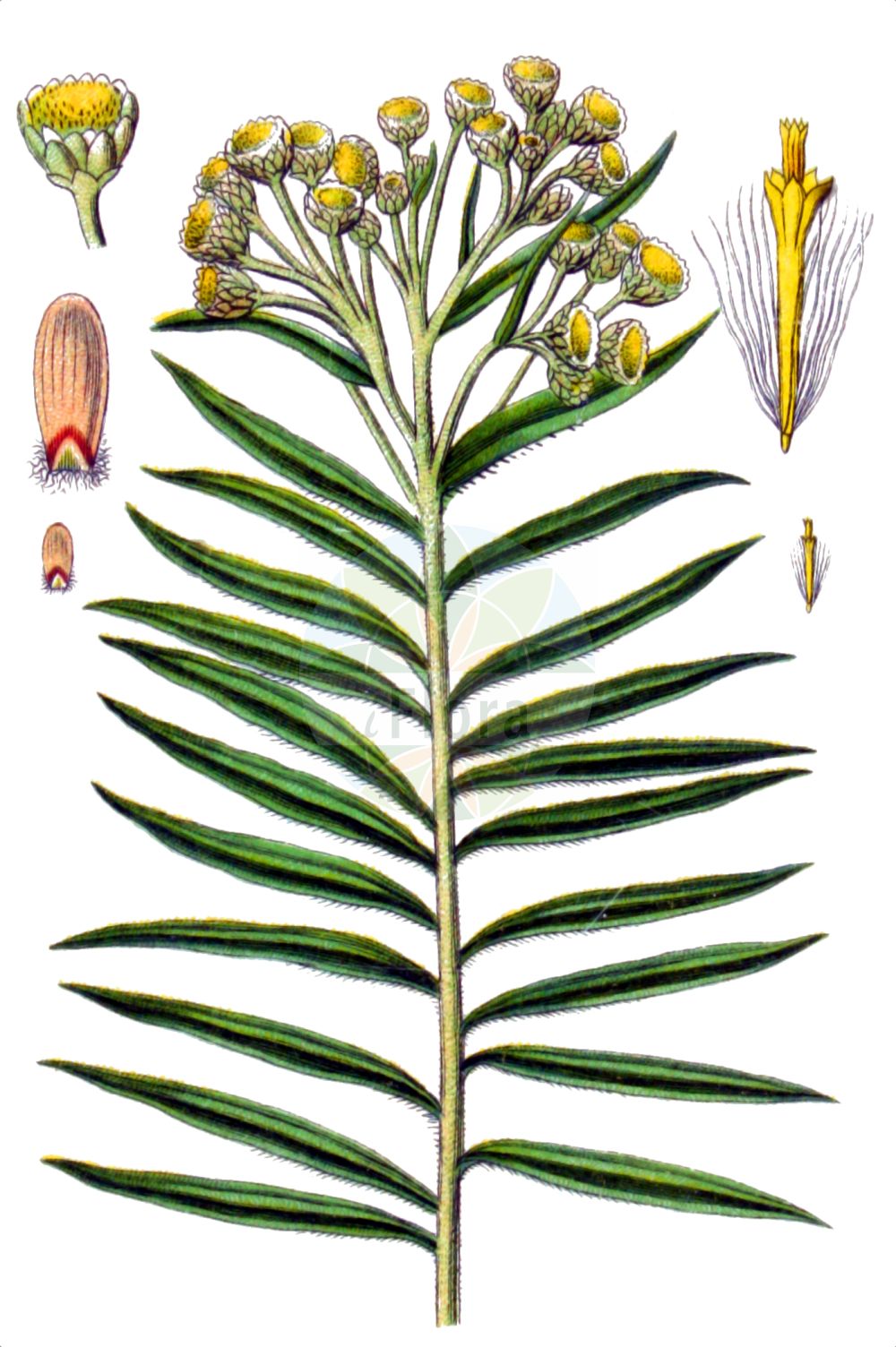 Historische Abbildung von Anaphalis margaritacea (Pearly Everlasting). Das Bild zeigt Blatt, Bluete, Frucht und Same. ---- Historical Drawing of Anaphalis margaritacea (Pearly Everlasting). The image is showing leaf, flower, fruit and seed.(Anaphalis margaritacea,Pearly Everlasting,Anaphalis margaritacea,Antennaria margaritacea,Gnaphalium margaritaceum,Anaphalis,Asteraceae,Korbblütengewächse,Daisy family,Blatt,Bluete,Frucht,Same,leaf,flower,fruit,seed,Sturm (1796f))