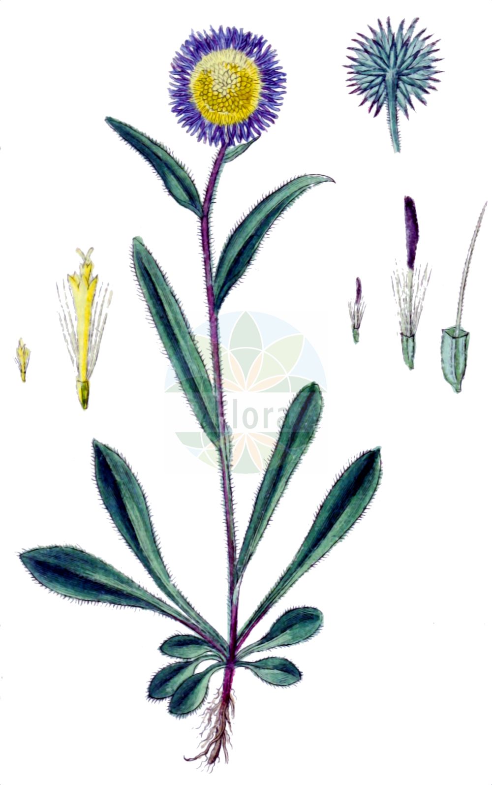 Historische Abbildung von Erigeron alpinus (Alpen-Berufkraut). Das Bild zeigt Blatt, Bluete, Frucht und Same. ---- Historical Drawing of Erigeron alpinus (Alpen-Berufkraut). The image is showing leaf, flower, fruit and seed.(Erigeron alpinus,Alpen-Berufkraut,Aster pyrenaicus,Erigeron alpinus,Erigeron hirsutus,Erigeron prantlii,Erigeron pyrenaicus,Alpen-Berufkraut,Erigeron,Berufkraut,Fleabane,Asteraceae,Korbblütengewächse,Daisy family,Blatt,Bluete,Frucht,Same,leaf,flower,fruit,seed,Sturm (1796f))