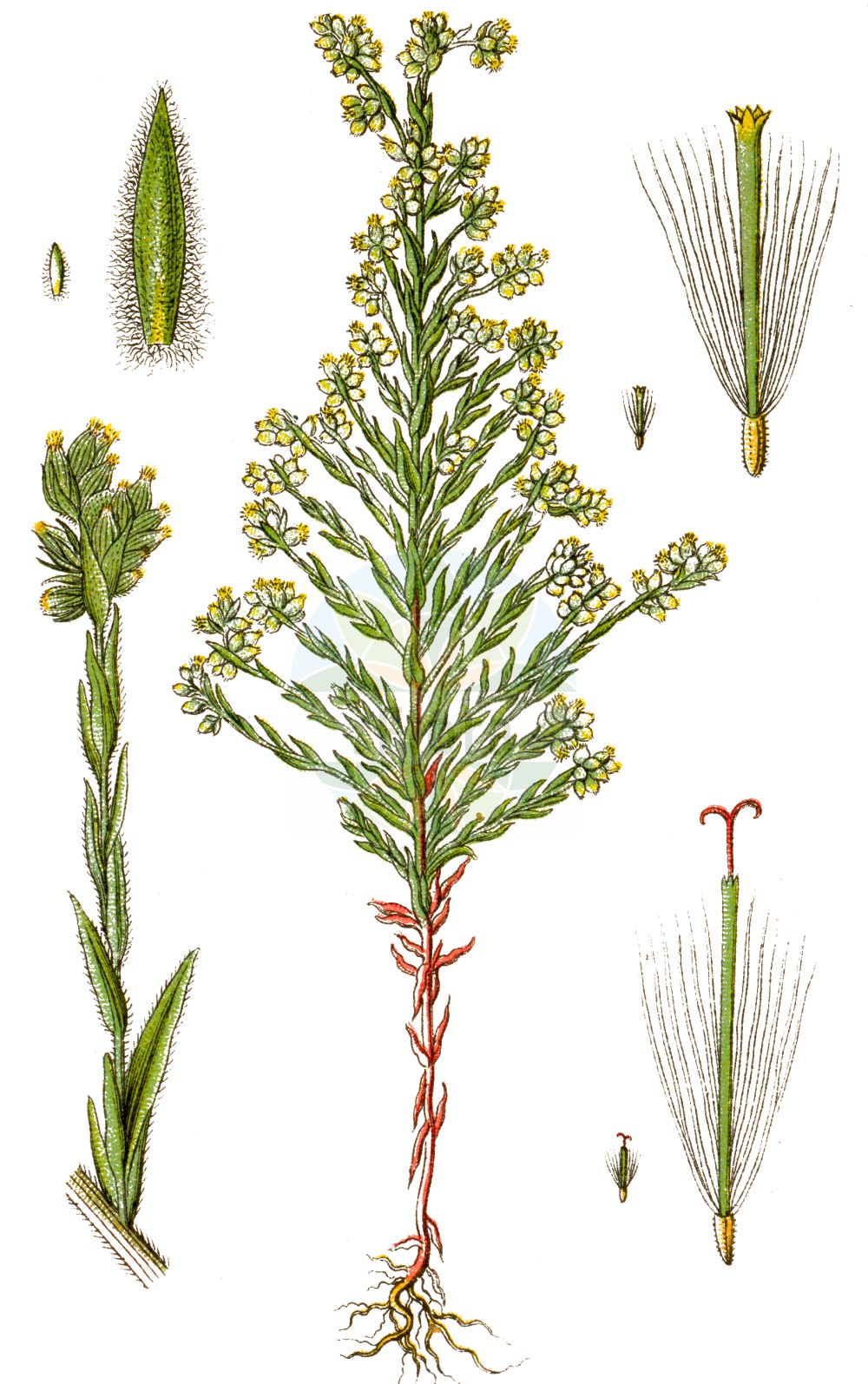 Historische Abbildung von Filago arvensis (Acker-Filzkraut - Field Cudweed). Das Bild zeigt Blatt, Bluete, Frucht und Same. ---- Historical Drawing of Filago arvensis (Acker-Filzkraut - Field Cudweed). The image is showing leaf, flower, fruit and seed.(Filago arvensis,Acker-Filzkraut,Field Cudweed,Filago alpestris,Filago arvensis,Filago lagopus,Gnaphalium arvense,Gnaphalium lagopus,Logfia arvensis,Oglifa arvensis,Acker-Filzkraut,Field Cudweed,Field Cottonrose,Least Cudweed,Filago,Filzkraut,Cottonrose,Asteraceae,Korbblütengewächse,Daisy family,Blatt,Bluete,Frucht,Same,leaf,flower,fruit,seed,Sturm (1796f))