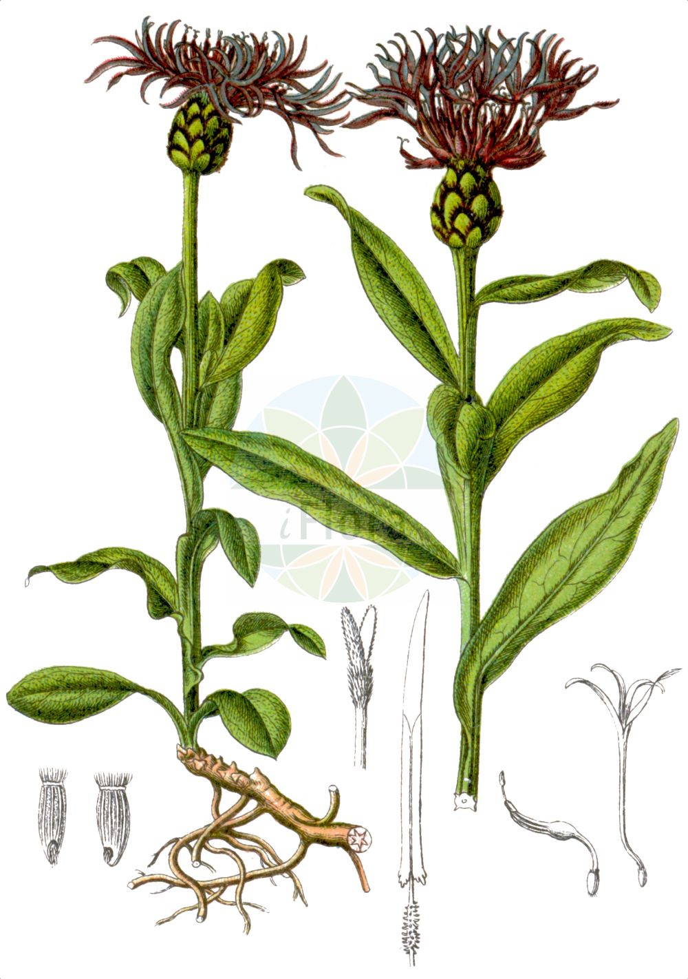 Historische Abbildung von Cyanus montanus (Berg-Flockenblume - Perennial Cornflower). Das Bild zeigt Blatt, Bluete, Frucht und Same. ---- Historical Drawing of Cyanus montanus (Berg-Flockenblume - Perennial Cornflower). The image is showing leaf, flower, fruit and seed.(Cyanus montanus,Berg-Flockenblume,Perennial Cornflower,Cyanus montanus,Centaurea montana,Berg-Flockenblume,Perennial Cornflower,Mountain Bluet,Mountain Cornflower,Cyanus,Asteraceae,Korbblütengewächse,Daisy family,Blatt,Bluete,Frucht,Same,leaf,flower,fruit,seed,Sturm (1796f))