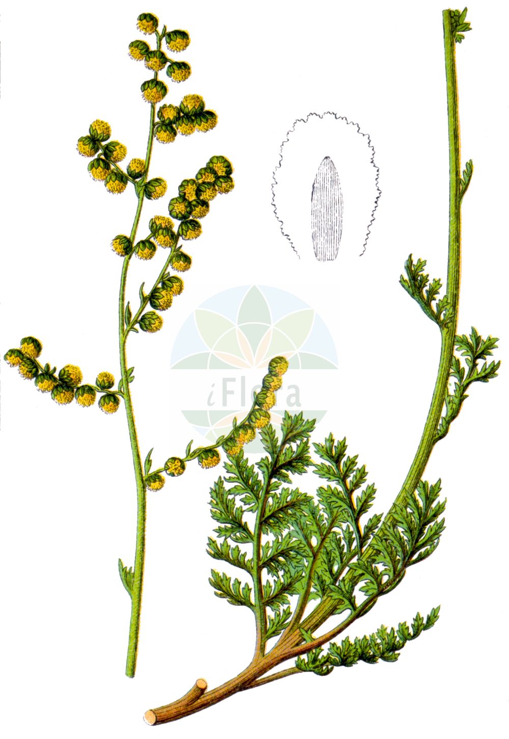 Historische Abbildung von Artemisia laciniata (Schlitzblättriger Beifuß - Siberian Wormwood). Das Bild zeigt Blatt, Bluete, Frucht und Same. ---- Historical Drawing of Artemisia laciniata (Schlitzblättriger Beifuß - Siberian Wormwood). The image is showing leaf, flower, fruit and seed.(Artemisia laciniata,Schlitzblättriger Beifuß,Siberian Wormwood,Artemisia laciniata,Schlitzblaettriger Beifuss,Siberian Wormwood,Artemisia,Beifuß,Mugwort,Asteraceae,Korbblütengewächse,Daisy family,Blatt,Bluete,Frucht,Same,leaf,flower,fruit,seed,Sturm (1796f))