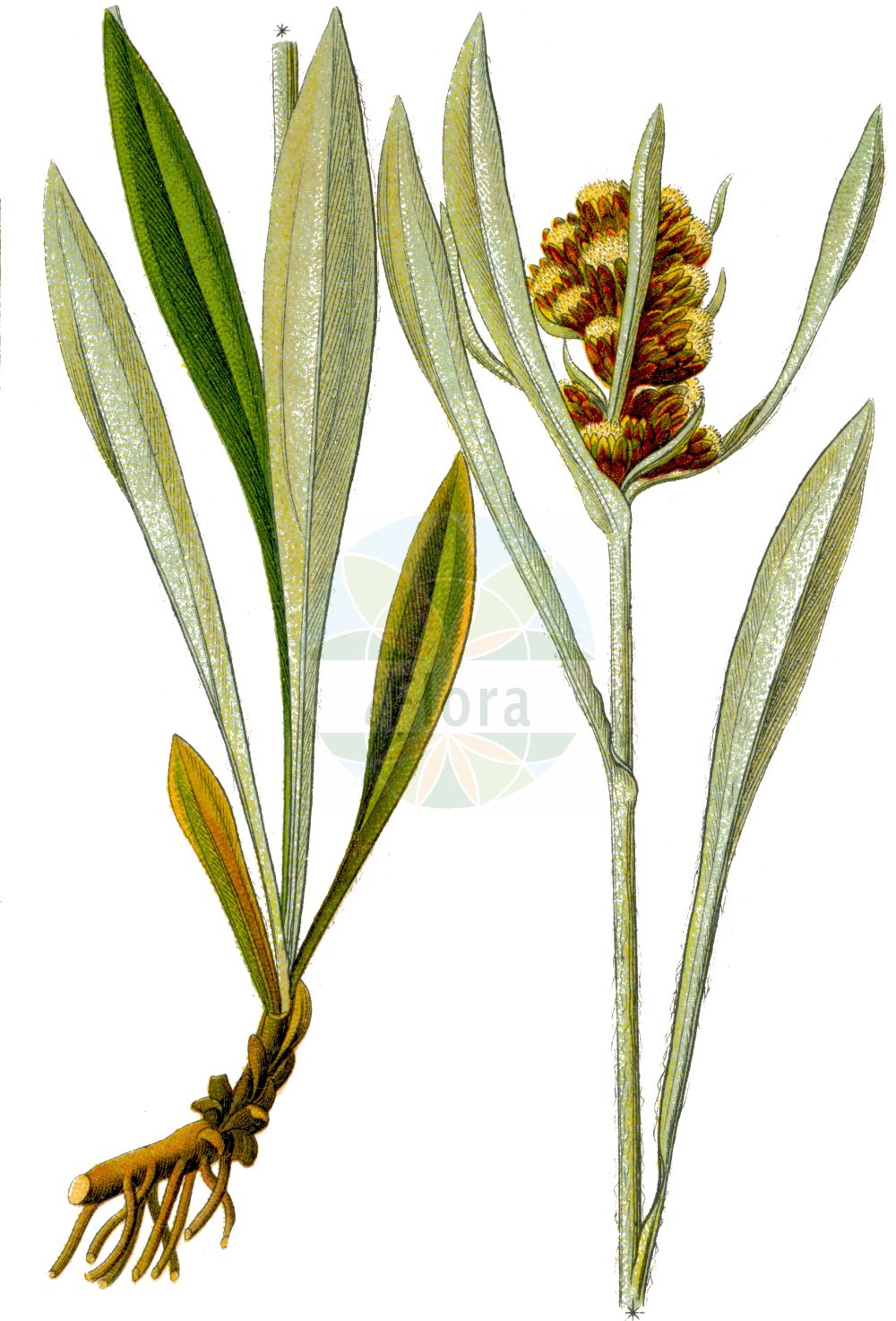 Historische Abbildung von Gnaphalium norvegicum (Norwegisches Ruhrkraut - Highland Cudweed). Das Bild zeigt Blatt, Bluete, Frucht und Same. ---- Historical Drawing of Gnaphalium norvegicum (Norwegisches Ruhrkraut - Highland Cudweed). The image is showing leaf, flower, fruit and seed.(Gnaphalium norvegicum,Norwegisches Ruhrkraut,Highland Cudweed,Gnaphalium norvegicum,Omalotheca norvegica,Norwegisches Ruhrkraut,Highland Cudweed,Norwegian Arctic Cudweed,Gnaphalium,Ruhrkraut,Cudweed,Asteraceae,Korbblütengewächse,Daisy family,Blatt,Bluete,Frucht,Same,leaf,flower,fruit,seed,Sturm (1796f))