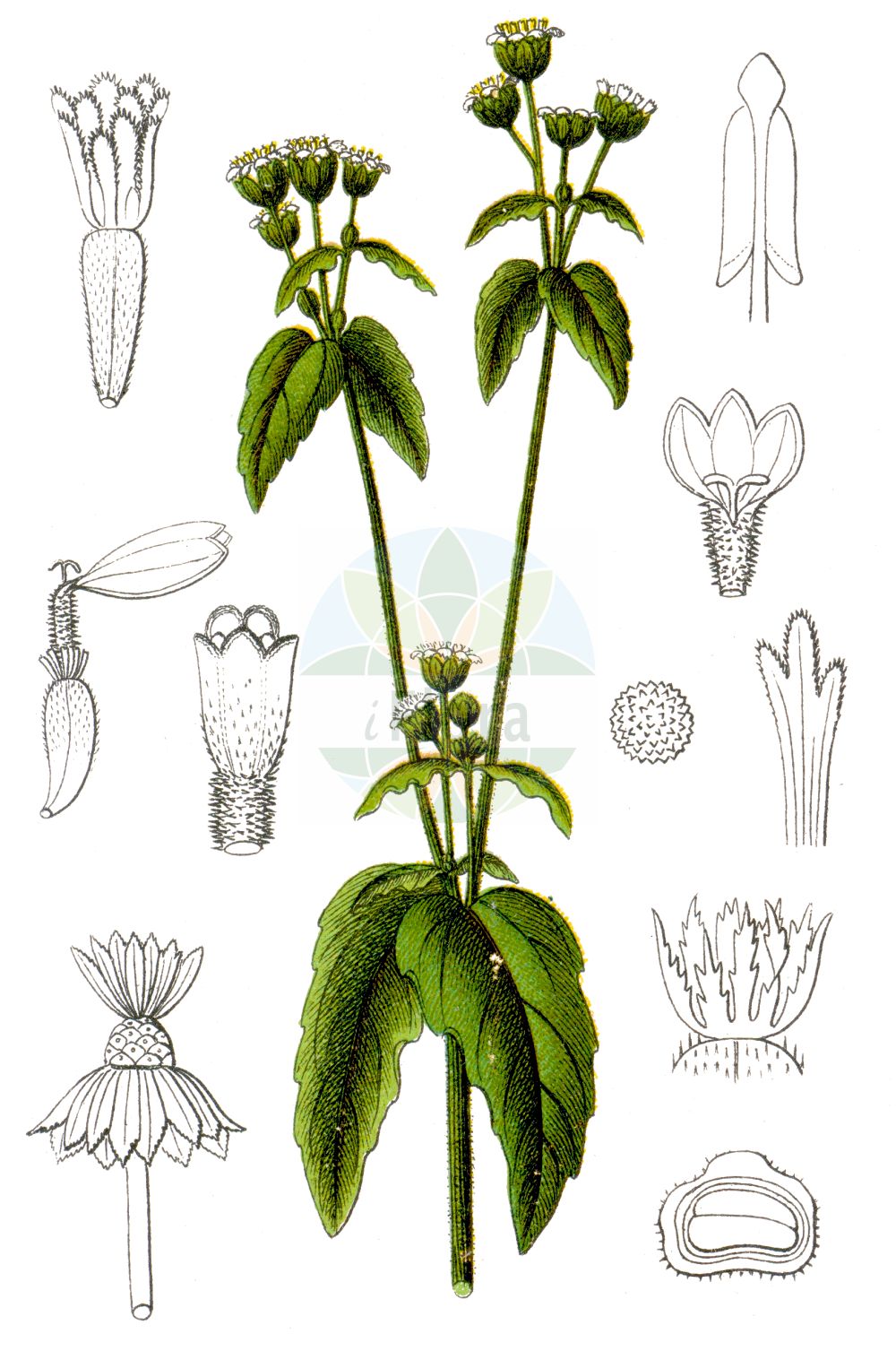 Historische Abbildung von Galinsoga parviflora (Kleinblütiges Franzosenkraut - Gallant-soldier). Das Bild zeigt Blatt, Bluete, Frucht und Same. ---- Historical Drawing of Galinsoga parviflora (Kleinblütiges Franzosenkraut - Gallant-soldier). The image is showing leaf, flower, fruit and seed.(Galinsoga parviflora,Kleinblütiges Franzosenkraut,Gallant-soldier,Galinsoga parviflora,Galinsoga quinqueradiata,Kleinbluetiges Franzosenkraut,Gallant-soldier,Kew Weed,Potato Weed,Small-flowered Quickweed,Small-flower Galinsoga,Galinsoga,Franzosenkraut,Gallant Soldier,Asteraceae,Korbblütengewächse,Daisy family,Blatt,Bluete,Frucht,Same,leaf,flower,fruit,seed,Sturm (1796f))