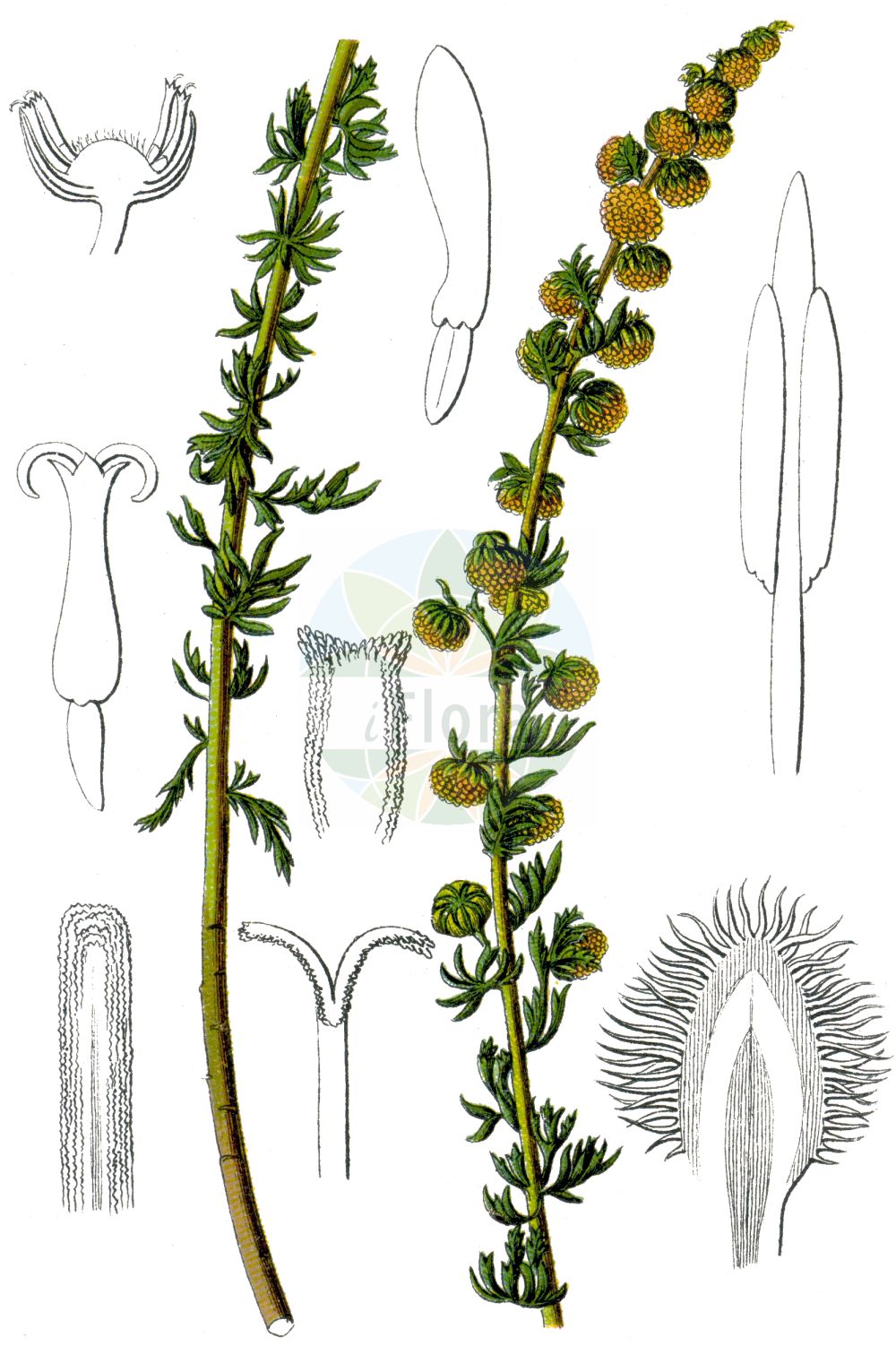 Historische Abbildung von Artemisia rupestris (Felsen-Beifuß - Rock Mugwort). Das Bild zeigt Blatt, Bluete, Frucht und Same. ---- Historical Drawing of Artemisia rupestris (Felsen-Beifuß - Rock Mugwort). The image is showing leaf, flower, fruit and seed.(Artemisia rupestris,Felsen-Beifuß,Rock Mugwort,Artemisia rupestris,Felsen-Beifuss,Steppen-Beifuss,Rock Mugwort,Artemisia,Beifuß,Mugwort,Asteraceae,Korbblütengewächse,Daisy family,Blatt,Bluete,Frucht,Same,leaf,flower,fruit,seed,Sturm (1796f))