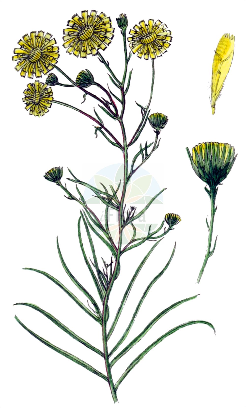 Historische Abbildung von Hieracium porrifolium. Das Bild zeigt Blatt, Bluete, Frucht und Same. ---- Historical Drawing of Hieracium porrifolium. The image is showing leaf, flower, fruit and seed.(Hieracium porrifolium,Hieracium farinosum,Hieracium porrifolium,Hieracium,Habichtskraut,Hawkweeds,Asteraceae,Korbblütengewächse,Daisy family,Blatt,Bluete,Frucht,Same,leaf,flower,fruit,seed,Sturm (1796f))