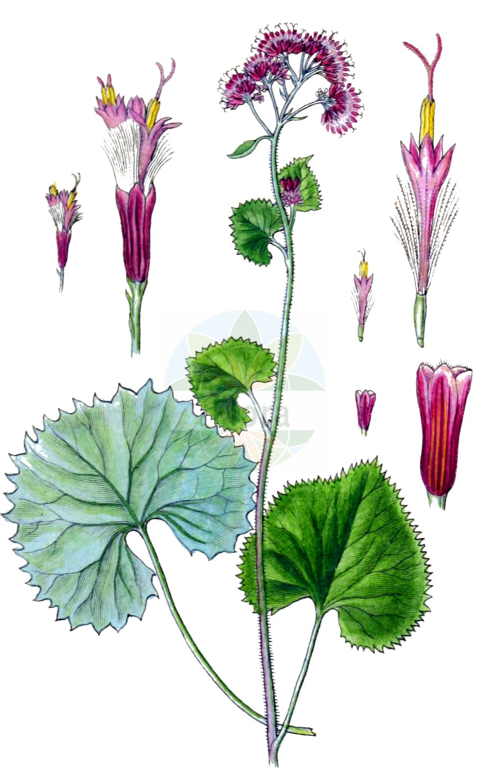 Historische Abbildung von Adenostyles alpina (Grauer Alpendost). Das Bild zeigt Blatt, Bluete, Frucht und Same. ---- Historical Drawing of Adenostyles alpina (Grauer Alpendost). The image is showing leaf, flower, fruit and seed.(Adenostyles alpina,Grauer Alpendost,Adenostyles alpina,Adenostyles calcarea,Adenostyles crassifolia,Adenostyles glabra,Adenostyles viridis,Cacalia alpina,Cacalia glabra,Grauer Alpendost,Gruener Alpendost,Kahler Alpendost,Adenostyles,Alpendost,Asteraceae,Korbblütengewächse,Daisy family,Blatt,Bluete,Frucht,Same,leaf,flower,fruit,seed,Sturm (1796f))