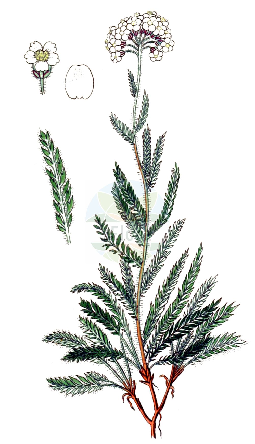 Historische Abbildung von Achillea nana. Das Bild zeigt Blatt, Bluete, Frucht und Same. ---- Historical Drawing of Achillea nana. The image is showing leaf, flower, fruit and seed.(Achillea nana,Achillea nana,Ptarmica nana,Achillea,Schafgarbe,Yarrow,Asteraceae,Korbblütengewächse,Daisy family,Blatt,Bluete,Frucht,Same,leaf,flower,fruit,seed,Sturm (1796f))
