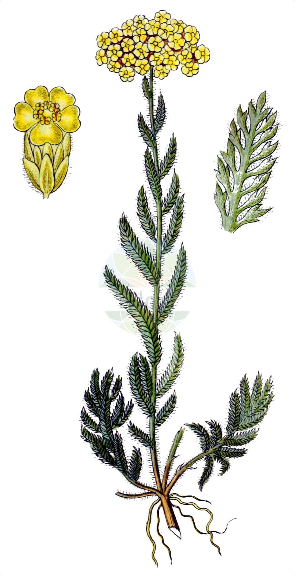 Historische Abbildung von Achillea tomentosa. Das Bild zeigt Blatt, Bluete, Frucht und Same. ---- Historical Drawing of Achillea tomentosa. The image is showing leaf, flower, fruit and seed.(Achillea tomentosa,Achillea tomentosa,Achillea,Schafgarbe,Yarrow,Asteraceae,Korbblütengewächse,Daisy family,Blatt,Bluete,Frucht,Same,leaf,flower,fruit,seed,Sturm (1796f))