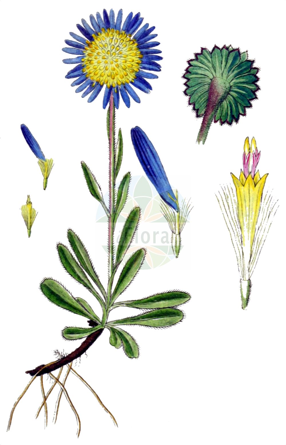 Historische Abbildung von Aster alpinus (Alpen-Aster - Alpine Aster). Das Bild zeigt Blatt, Bluete, Frucht und Same. ---- Historical Drawing of Aster alpinus (Alpen-Aster - Alpine Aster). The image is showing leaf, flower, fruit and seed.(Aster alpinus,Alpen-Aster,Alpine Aster,Aster alpinus,Aster garibaldii,Aster hispanicus,Aster korshinskyi,Alpen-Aster,Alpine Aster,Blue Alpine Daisy,Aster,Aster,Sea Aster,Asteraceae,Korbblütengewächse,Daisy family,Blatt,Bluete,Frucht,Same,leaf,flower,fruit,seed,Sturm (1796f))