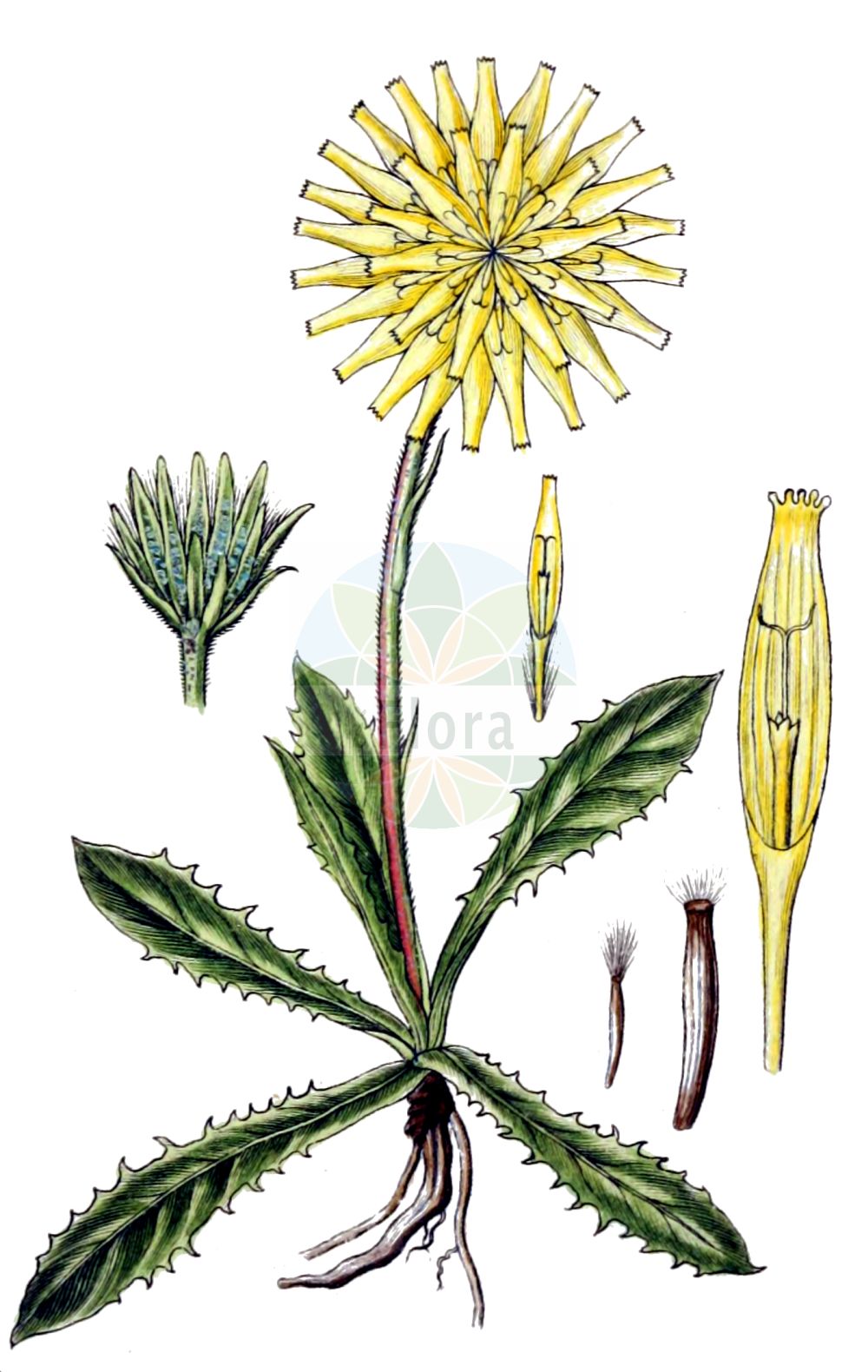 Historische Abbildung von Crepis alpestris (Alpen-Pippau - Alpine Hawk's-beard). Das Bild zeigt Blatt, Bluete, Frucht und Same. ---- Historical Drawing of Crepis alpestris (Alpen-Pippau - Alpine Hawk's-beard). The image is showing leaf, flower, fruit and seed.(Crepis alpestris,Alpen-Pippau,Alpine Hawk's-beard,Barkhausia mucronata,Crepis alpestris,Crepis mucronata,Hieracium alpestre,Alpen-Pippau,Alpine Hawk's-beard,Alpine Hawksbeard,Crepis,Pippau,Hawk's-beard,Asteraceae,Korbblütengewächse,Daisy family,Blatt,Bluete,Frucht,Same,leaf,flower,fruit,seed,Sturm (1796f))