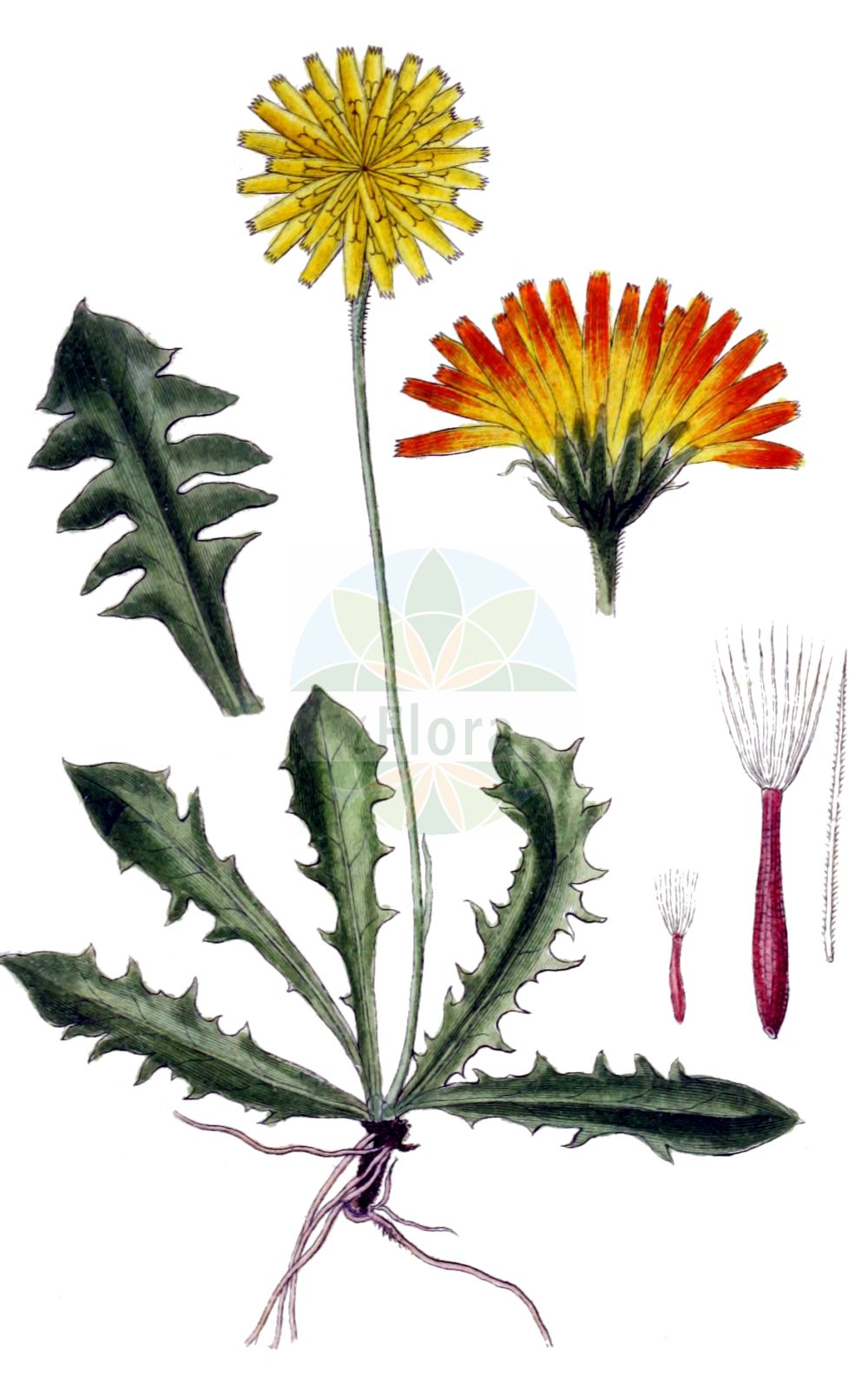 Historische Abbildung von Crepis aurea (Gold-Pippau - Golden Hawk's-beard). Das Bild zeigt Blatt, Bluete, Frucht und Same. ---- Historical Drawing of Crepis aurea (Gold-Pippau - Golden Hawk's-beard). The image is showing leaf, flower, fruit and seed.(Crepis aurea,Gold-Pippau,Golden Hawk's-beard,Crepis aurea,Crepis kitaibelii,Leontodon aureus,Gold-Pippau,Golden Hawk's-beard,Crepis,Pippau,Hawk's-beard,Asteraceae,Korbblütengewächse,Daisy family,Blatt,Bluete,Frucht,Same,leaf,flower,fruit,seed,Sturm (1796f))