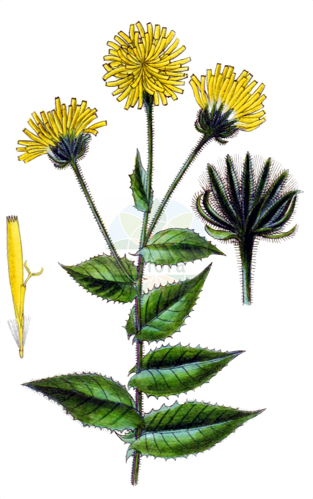 Historische Abbildung von Crepis pyrenaica (Schabenkraut-Pippau - Pyrenean Hakw's-beard). Das Bild zeigt Blatt, Bluete, Frucht und Same. ---- Historical Drawing of Crepis pyrenaica (Schabenkraut-Pippau - Pyrenean Hakw's-beard). The image is showing leaf, flower, fruit and seed.(Crepis pyrenaica,Schabenkraut-Pippau,Pyrenean Hakw's-beard,Crepis austriaca,Crepis blattarioides,Crepis pyrenaica,Hieracium blattarioides,Hieracium pyrenaicum,Schabenkraut-Pippau,Pyrenaeen-Pippau,Pyrenean Hakw's-beard,Crepis,Pippau,Hawk's-beard,Asteraceae,Korbblütengewächse,Daisy family,Blatt,Bluete,Frucht,Same,leaf,flower,fruit,seed,Sturm (1796f))