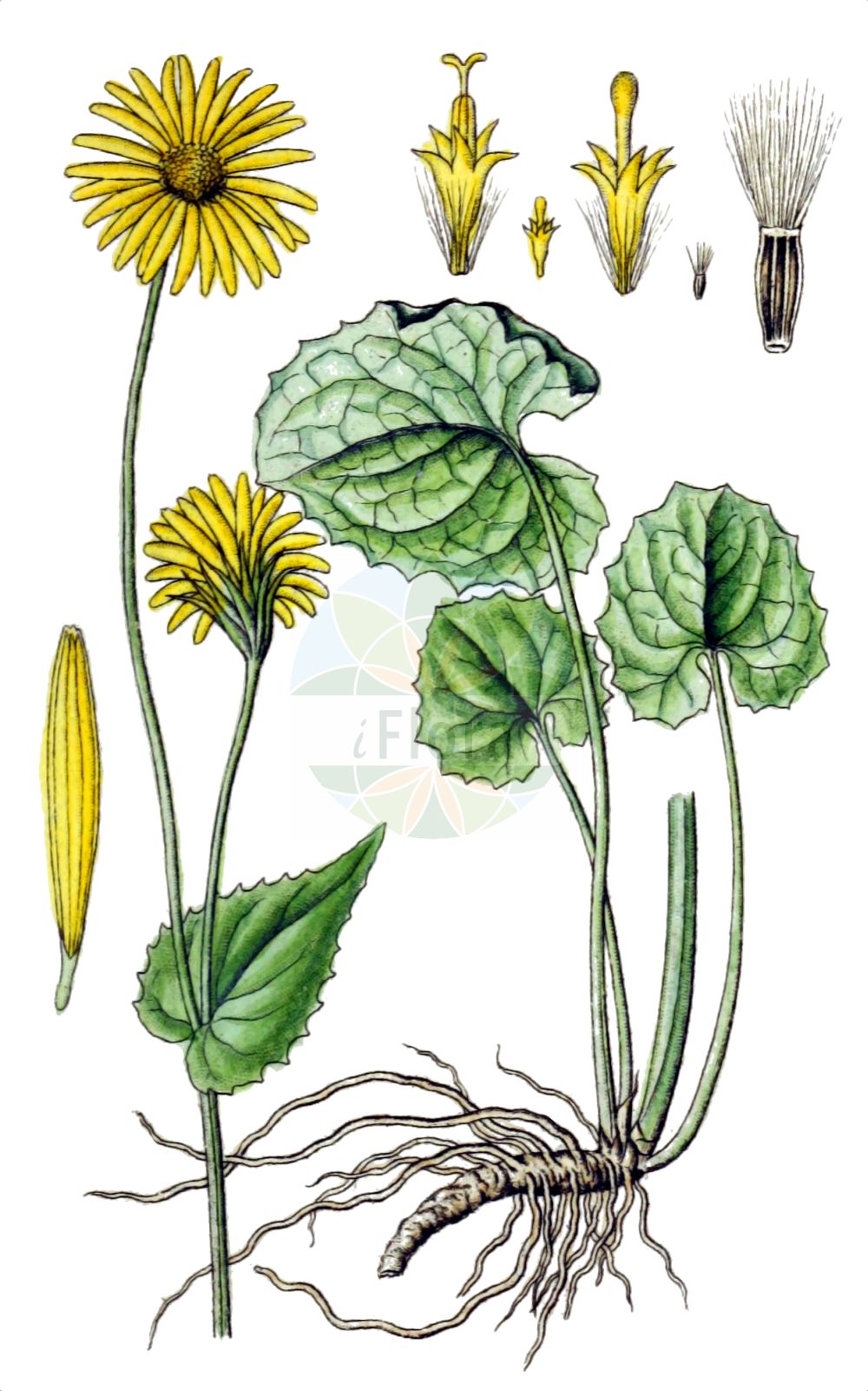 Historische Abbildung von Doronicum orientale. Das Bild zeigt Blatt, Bluete, Frucht und Same. ---- Historical Drawing of Doronicum orientale. The image is showing leaf, flower, fruit and seed.(Doronicum orientale,Doronicum caucasicum,Doronicum orientale,Doronicum,Gemswurz,False Leopard's-bane,Asteraceae,Korbblütengewächse,Daisy family,Blatt,Bluete,Frucht,Same,leaf,flower,fruit,seed,Sturm (1796f))
