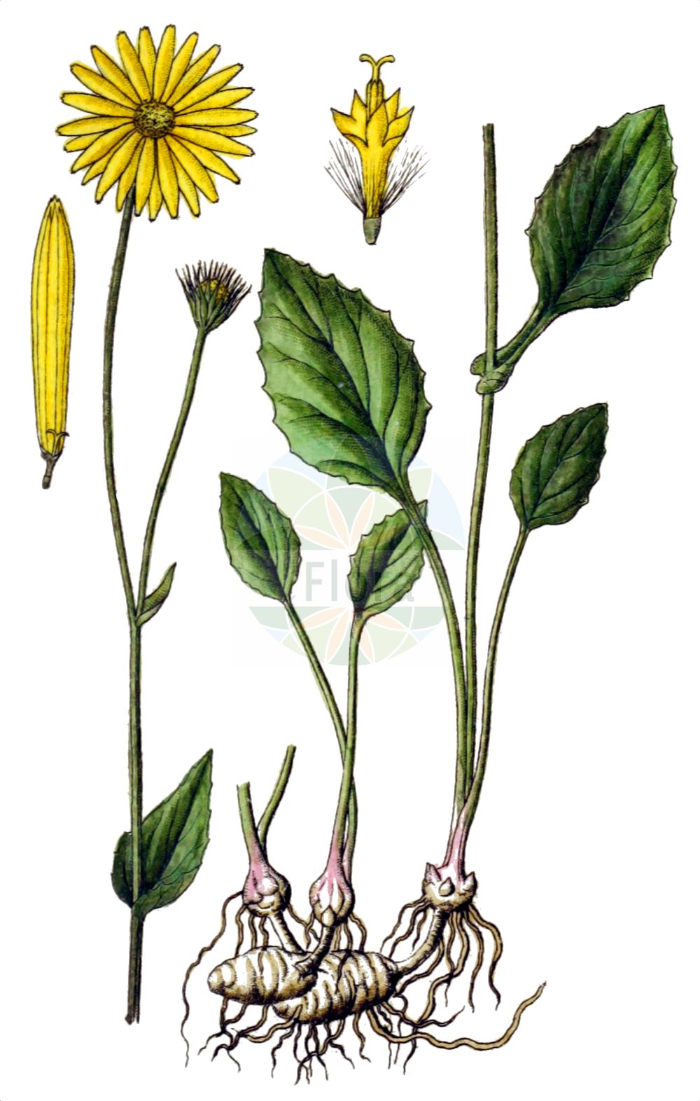 Historische Abbildung von Doronicum glaciale (Gletscher-Gemswurz - Glacier Leapordsbane). Das Bild zeigt Blatt, Bluete, Frucht und Same. ---- Historical Drawing of Doronicum glaciale (Gletscher-Gemswurz - Glacier Leapordsbane). The image is showing leaf, flower, fruit and seed.(Doronicum glaciale,Gletscher-Gemswurz,Glacier Leapordsbane,Arnica doronicum,Arnica glacialis,Doronicum glaciale,Gletscher-Gemswurz,Glacier Leapordsbane,Doronicum,Gemswurz,False Leopard's-bane,Asteraceae,Korbblütengewächse,Daisy family,Blatt,Bluete,Frucht,Same,leaf,flower,fruit,seed,Sturm (1796f))