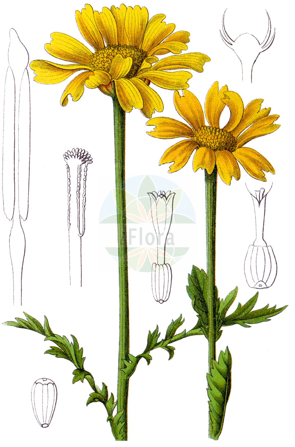 Historische Abbildung von Glebionis coronaria (Crown Daisy). Das Bild zeigt Blatt, Bluete, Frucht und Same. ---- Historical Drawing of Glebionis coronaria (Crown Daisy). The image is showing leaf, flower, fruit and seed.(Glebionis coronaria,Crown Daisy,Chrysanthemum coronarium,Chrysanthemum merinoanum,Glebionis coronaria,Pinardia coronaria,Xanthophthalmum coronarium,Glebionis,Wucherblume,Asteraceae,Korbblütengewächse,Daisy family,Blatt,Bluete,Frucht,Same,leaf,flower,fruit,seed,Sturm (1796f))