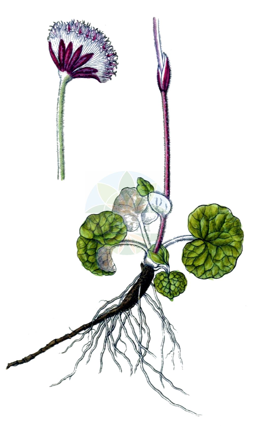 Historische Abbildung von Homogyne discolor (Filziger Alpenlattich - Tomentose Coltsfoot). Das Bild zeigt Blatt, Bluete, Frucht und Same. ---- Historical Drawing of Homogyne discolor (Filziger Alpenlattich - Tomentose Coltsfoot). The image is showing leaf, flower, fruit and seed.(Homogyne discolor,Filziger Alpenlattich,Tomentose Coltsfoot,Homogyne discolor,Tussilago discolor,Filziger Alpenlattich,Filz-Brandlattich,Zweifarbiger Brandlattich,Tomentose Coltsfoot,Homogyne,Alpenlattich,Coltsfoot,Asteraceae,Korbblütengewächse,Daisy family,Blatt,Bluete,Frucht,Same,leaf,flower,fruit,seed,Sturm (1796f))