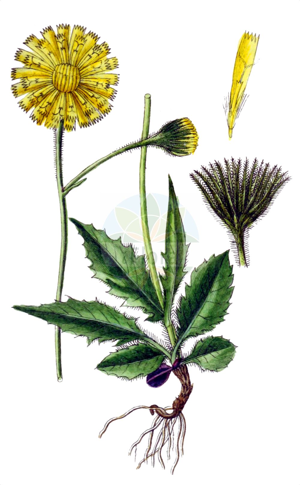 Historische Abbildung von Hieracium pallescens (Verbleichendes Habichtskraut - Fading Hawkweed). Das Bild zeigt Blatt, Bluete, Frucht und Same. ---- Historical Drawing of Hieracium pallescens (Verbleichendes Habichtskraut - Fading Hawkweed). The image is showing leaf, flower, fruit and seed.(Hieracium pallescens,Verbleichendes Habichtskraut,Fading Hawkweed,Hieracium incisum,Hieracium pallescens,Hieracium trachselianum,Verbleichendes Habichtskraut,Fading Hawkweed,Hieracium,Habichtskraut,Hawkweeds,Asteraceae,Korbblütengewächse,Daisy family,Blatt,Bluete,Frucht,Same,leaf,flower,fruit,seed,Sturm (1796f))