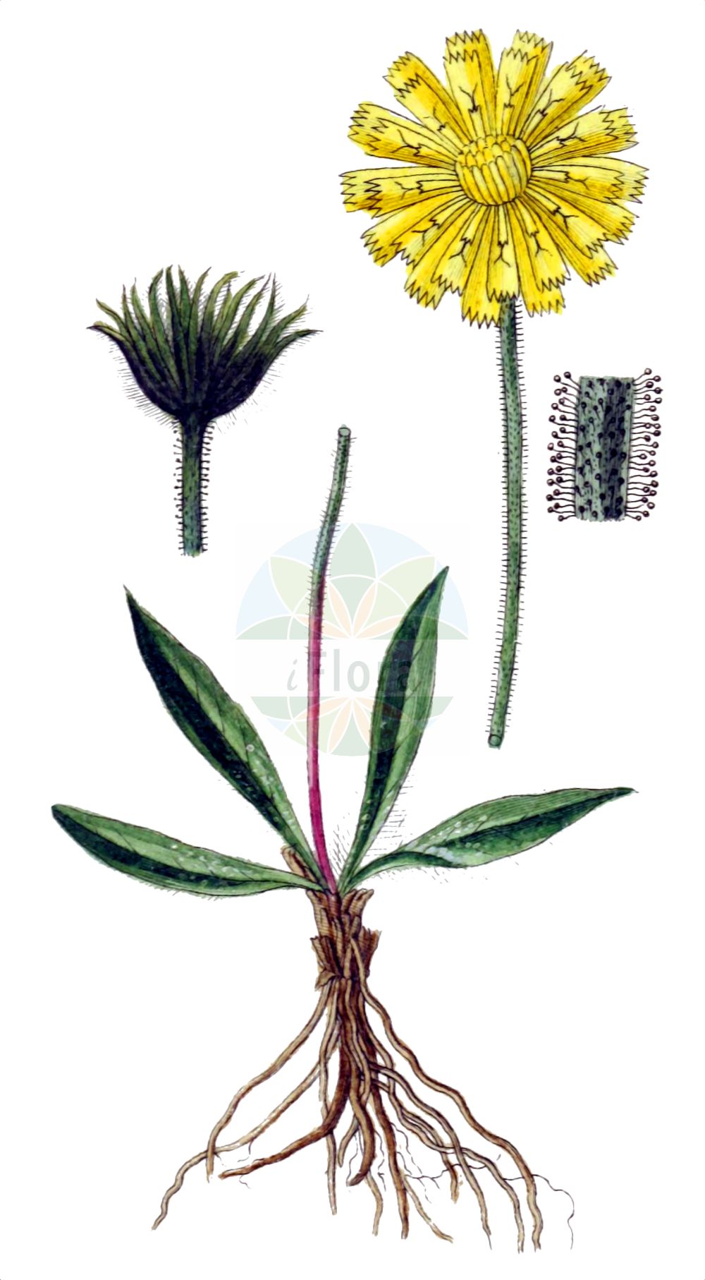 Historische Abbildung von Hieracium piliferum (Grauzottiges Habichtskraut). Das Bild zeigt Blatt, Bluete, Frucht und Same. ---- Historical Drawing of Hieracium piliferum (Grauzottiges Habichtskraut). The image is showing leaf, flower, fruit and seed.(Hieracium piliferum,Grauzottiges Habichtskraut,Hieracium piliferum,Grauzottiges Habichtskraut,Hieracium,Habichtskraut,Hawkweeds,Asteraceae,Korbblütengewächse,Daisy family,Blatt,Bluete,Frucht,Same,leaf,flower,fruit,seed,Sturm (1796f))