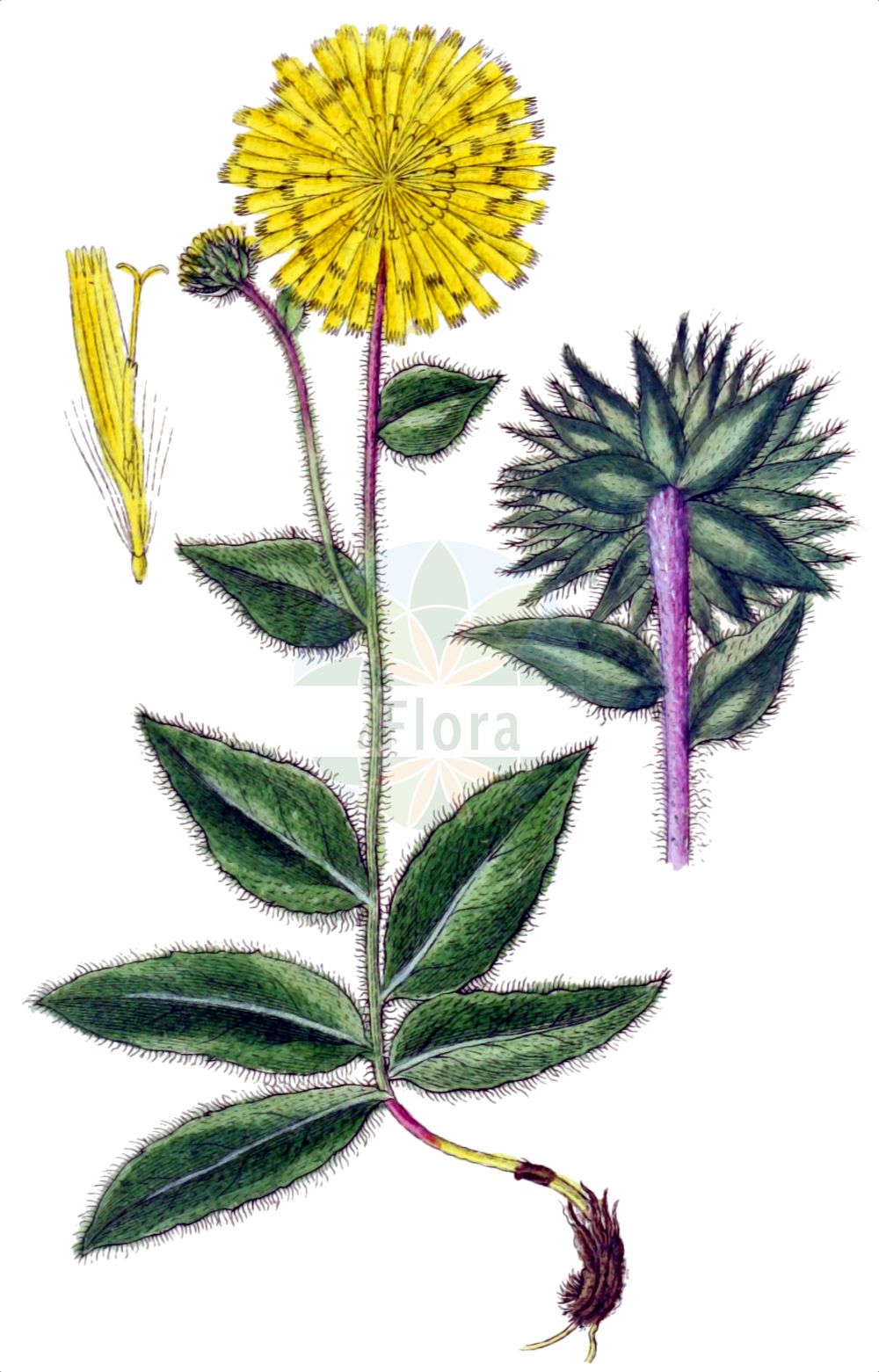 Historische Abbildung von Hieracium villosum (Zottiges Habichtskraut - Shaggy Hawkweed). Das Bild zeigt Blatt, Bluete, Frucht und Same. ---- Historical Drawing of Hieracium villosum (Zottiges Habichtskraut - Shaggy Hawkweed). The image is showing leaf, flower, fruit and seed.(Hieracium villosum,Zottiges Habichtskraut,Shaggy Hawkweed,Hieracium villosum,Zottiges Habichtskraut,Shaggy Hawkweed,Hieracium,Habichtskraut,Hawkweeds,Asteraceae,Korbblütengewächse,Daisy family,Blatt,Bluete,Frucht,Same,leaf,flower,fruit,seed,Sturm (1796f))