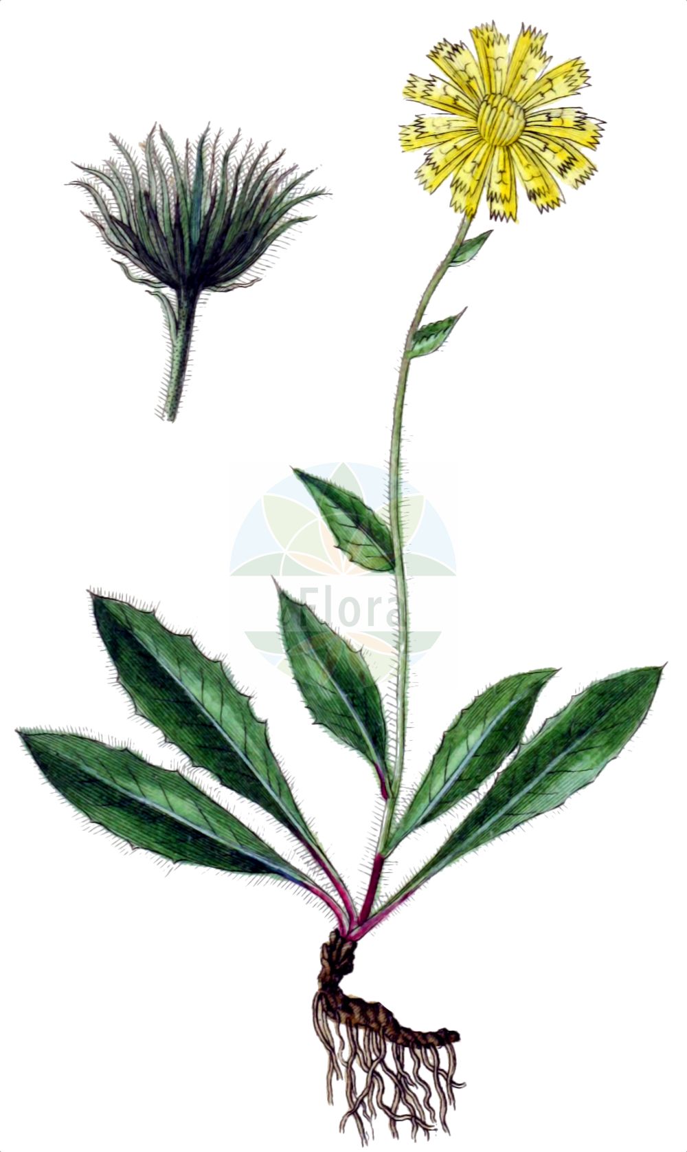 Historische Abbildung von Hieracium dentatum (Gezähntes Habichtskraut). Das Bild zeigt Blatt, Bluete, Frucht und Same. ---- Historical Drawing of Hieracium dentatum (Gezähntes Habichtskraut). The image is showing leaf, flower, fruit and seed.(Hieracium dentatum,Gezähntes Habichtskraut,Hieracium dentatum,Gezaehntes Habichtskraut,Hieracium,Habichtskraut,Hawkweeds,Asteraceae,Korbblütengewächse,Daisy family,Blatt,Bluete,Frucht,Same,leaf,flower,fruit,seed,Sturm (1796f))