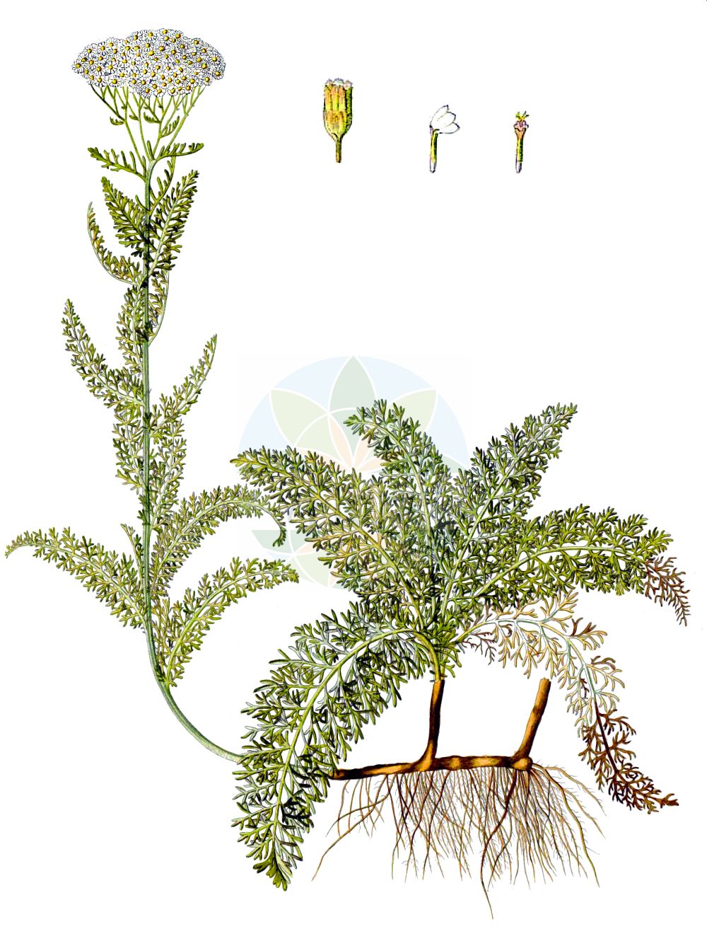 Historische Abbildung von Achillea crithmifolia. Das Bild zeigt Blatt, Bluete, Frucht und Same. ---- Historical Drawing of Achillea crithmifolia. The image is showing leaf, flower, fruit and seed.(Achillea crithmifolia,Achillea banatica,Achillea bulgarica,Achillea crithmifolia,Achillea doerfleri,Achillea smithii,Achillea,Schafgarbe,Yarrow,Asteraceae,Korbblütengewächse,Daisy family,Blatt,Bluete,Frucht,Same,leaf,flower,fruit,seed,Waldstein-Wartenberg & Kitaibel (1799-1812))
