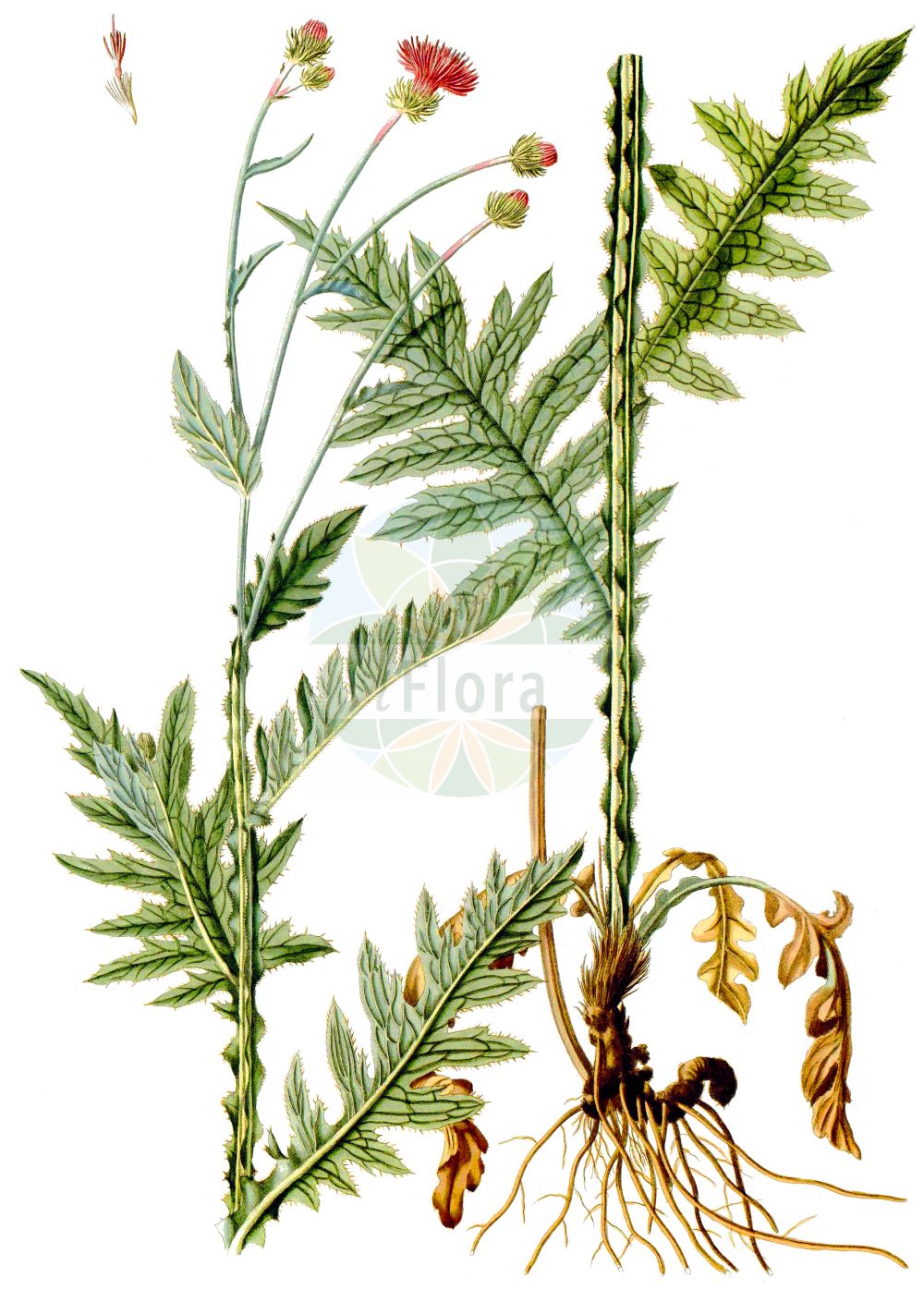 Historische Abbildung von Carduus carduelis. Das Bild zeigt Blatt, Bluete, Frucht und Same. ---- Historical Drawing of Carduus carduelis. The image is showing leaf, flower, fruit and seed.(Carduus carduelis,Arctium carduelis,Carduus alpestris,Carduus arctioides,Carduus carduelis,Cirsium arctioides,Carduus,Distel,Plumeless Thistle,Asteraceae,Korbblütengewächse,Daisy family,Blatt,Bluete,Frucht,Same,leaf,flower,fruit,seed,Waldstein-Wartenberg & Kitaibel (1799-1812))