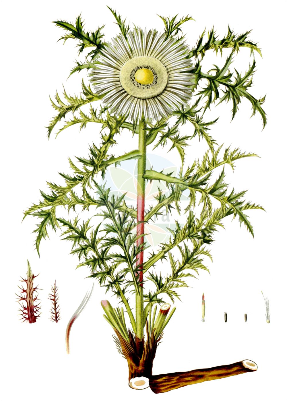 Historische Abbildung von Carlina acaulis subsp. caulescens (Krausblatt-Silberdistel). Das Bild zeigt Blatt, Bluete, Frucht und Same. ---- Historical Drawing of Carlina acaulis subsp. caulescens (Krausblatt-Silberdistel). The image is showing leaf, flower, fruit and seed.(Carlina acaulis subsp. caulescens,Krausblatt-Silberdistel,Carlina simplex,Krausblatt-Silberdistel,Carlina,Eberwurz,Carline Thistle,Asteraceae,Korbblütengewächse,Daisy family,Blatt,Bluete,Frucht,Same,leaf,flower,fruit,seed,Waldstein-Wartenberg & Kitaibel (1799-1812))