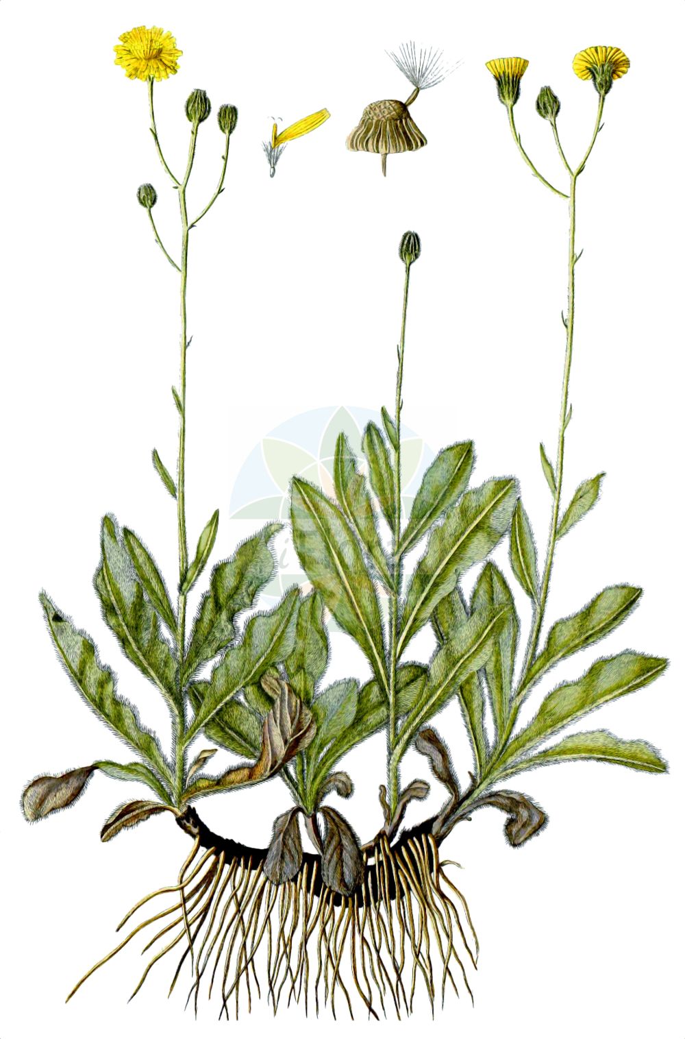 Historische Abbildung von Hieracium tomentosum. Das Bild zeigt Blatt, Bluete, Frucht und Same. ---- Historical Drawing of Hieracium tomentosum. The image is showing leaf, flower, fruit and seed.(Hieracium tomentosum,Hieracium coniflorum,Hieracium lanatum,Hieracium tomentosum,Hieracium,Habichtskraut,Hawkweeds,Asteraceae,Korbblütengewächse,Daisy family,Blatt,Bluete,Frucht,Same,leaf,flower,fruit,seed,Waldstein-Wartenberg & Kitaibel (1799-1812))