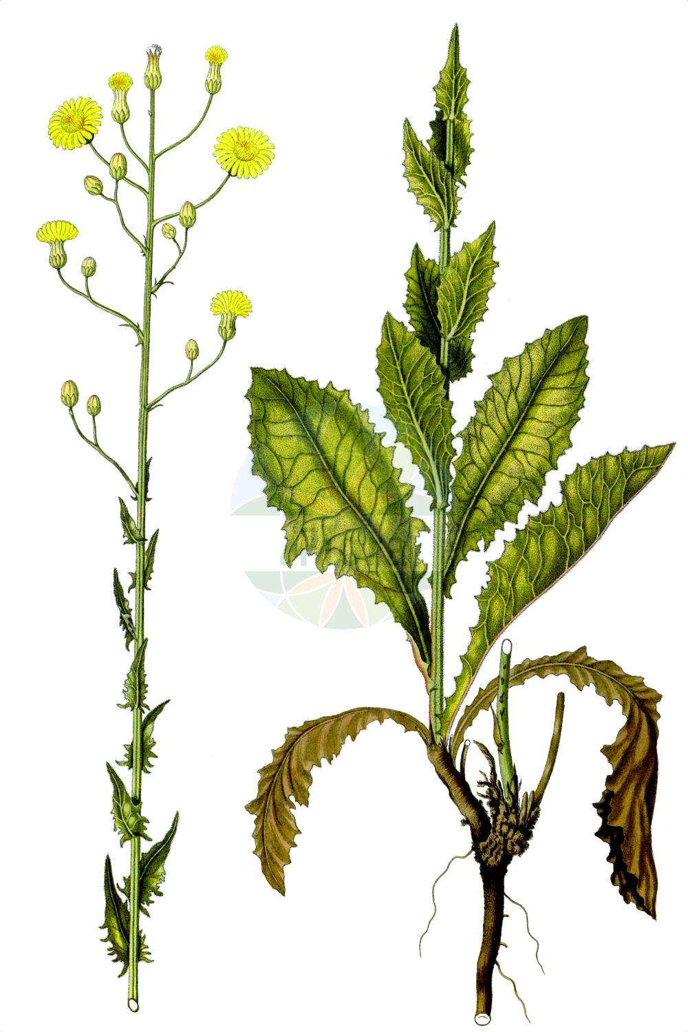 Historische Abbildung von Crepis pannonica. Das Bild zeigt Blatt, Bluete, Frucht und Same. ---- Historical Drawing of Crepis pannonica. The image is showing leaf, flower, fruit and seed.(Crepis pannonica,Crepis pannonica,Crepis rigida,Hieracium pannonicum,Crepis,Pippau,Hawk's-beard,Asteraceae,Korbblütengewächse,Daisy family,Blatt,Bluete,Frucht,Same,leaf,flower,fruit,seed,Waldstein-Wartenberg & Kitaibel (1799-1812))