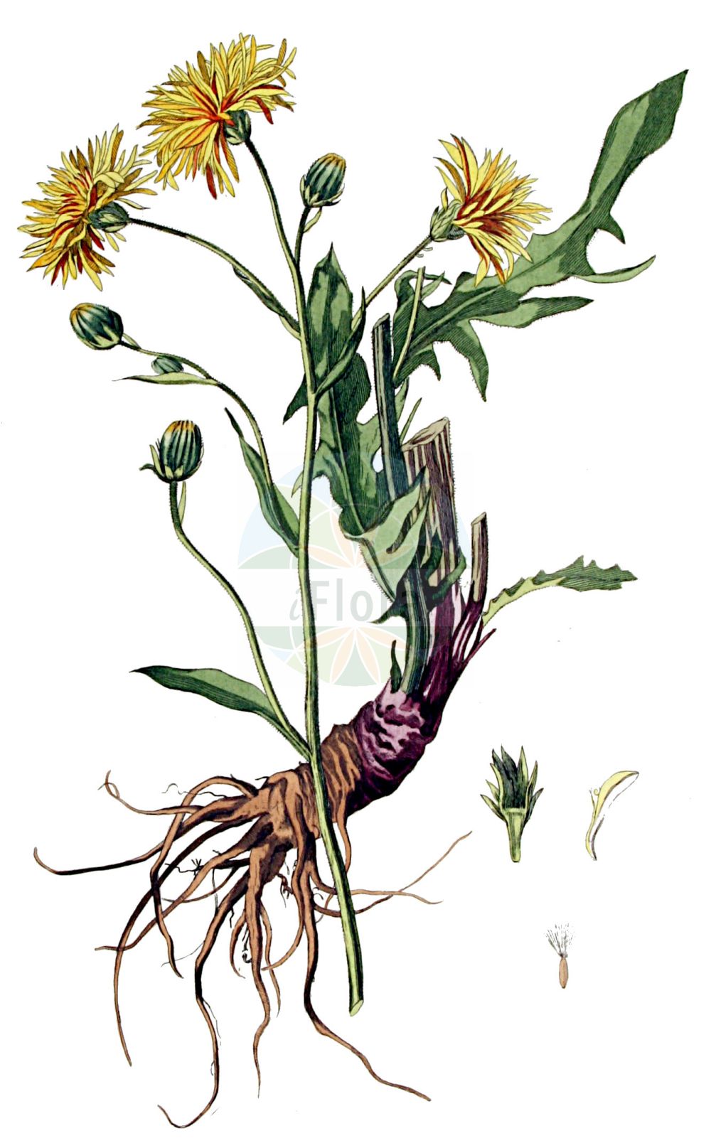 Historische Abbildung von Crepis biennis (Wiesen-Pippau - Rough Hawk's-beard). Das Bild zeigt Blatt, Bluete, Frucht und Same. ---- Historical Drawing of Crepis biennis (Wiesen-Pippau - Rough Hawk's-beard). The image is showing leaf, flower, fruit and seed.(Crepis biennis,Wiesen-Pippau,Rough Hawk's-beard,Crepis biennis,Crepis lodomeriensis,Crepis tristis,Wiesen-Pippau,Rough Hawk's-beard,Crepis,Pippau,Hawk's-beard,Asteraceae,Korbblütengewächse,Daisy family,Blatt,Bluete,Frucht,Same,leaf,flower,fruit,seed,Kops (1800-1934))