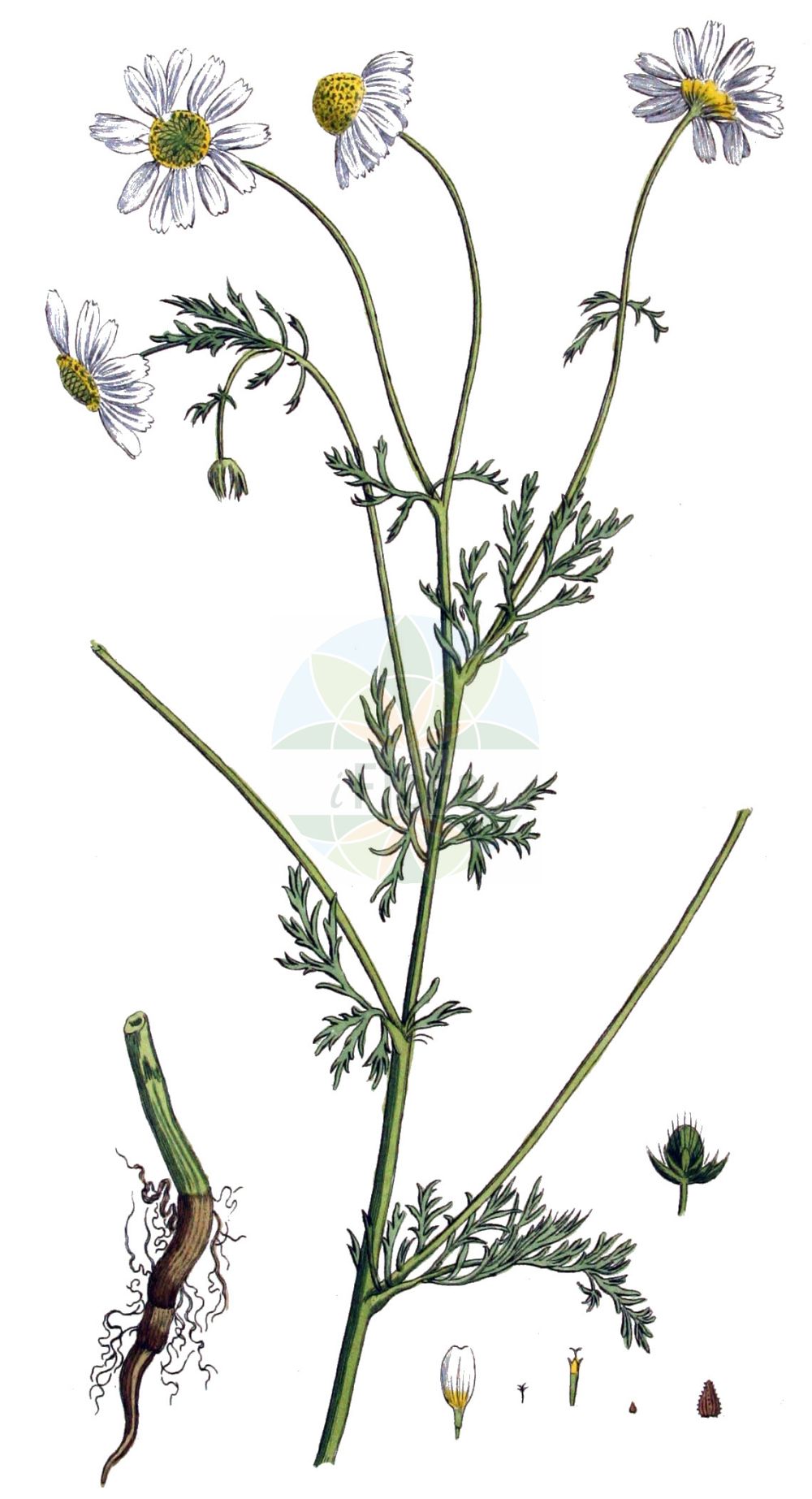 Historische Abbildung von Anthemis cotula (Stinkende Hundskamille - Stinking Chamomile). Das Bild zeigt Blatt, Bluete, Frucht und Same. ---- Historical Drawing of Anthemis cotula (Stinkende Hundskamille - Stinking Chamomile). The image is showing leaf, flower, fruit and seed.(Anthemis cotula,Stinkende Hundskamille,Stinking Chamomile,Anthemis cotula,Anthemis psorosperma,Anthemis ramosa,Maruta cotula,Stinkende Hundskamille,Stinking Chamomile,Dog Fennel,Dog's Chamomile,Fetid Mayweed,Mayweed Chamomile,Stinking Mayweed,Anthemis,Hundskamille,Chamomile,Asteraceae,Korbblütengewächse,Daisy family,Blatt,Bluete,Frucht,Same,leaf,flower,fruit,seed,Kops (1800-1934))