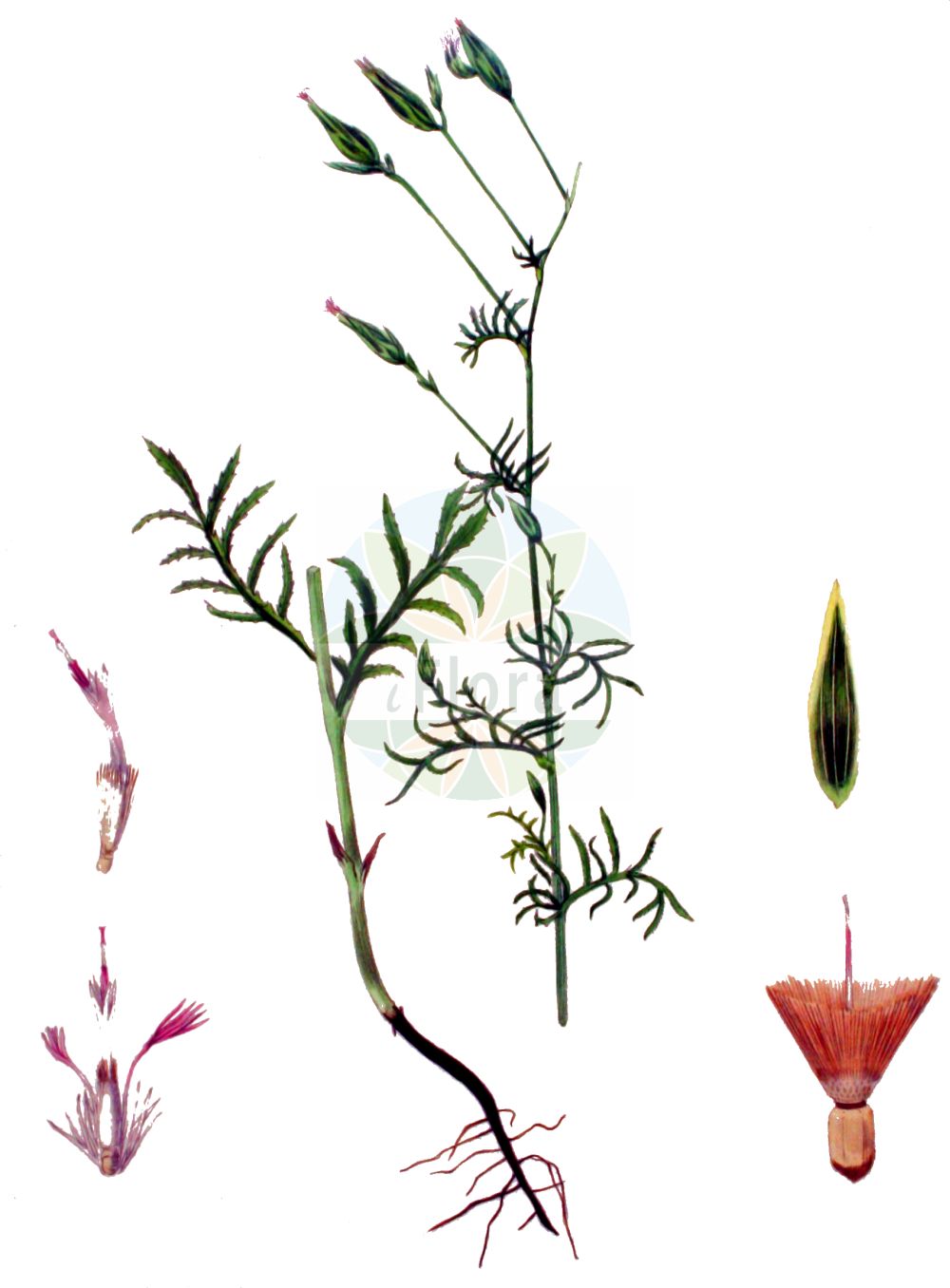 Historische Abbildung von Crupina vulgaris. Das Bild zeigt Blatt, Bluete, Frucht und Same. ---- Historical Drawing of Crupina vulgaris. The image is showing leaf, flower, fruit and seed.(Crupina vulgaris,Centaurea acuta,Centaurea crupina,Centaurea tenuifolia,Crupina acuta,Crupina brachypappa,Crupina vulgaris,Crupina,Asteraceae,Korbblütengewächse,Daisy family,Blatt,Bluete,Frucht,Same,leaf,flower,fruit,seed,Kops (1800-1934))