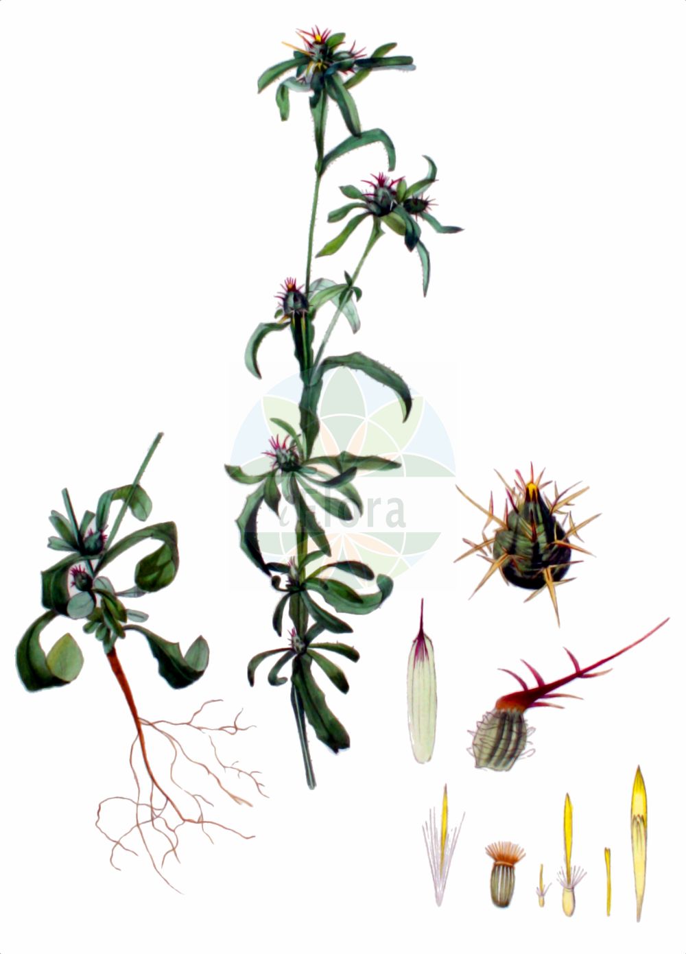 Historische Abbildung von Centaurea melitensis. Das Bild zeigt Blatt, Bluete, Frucht und Same. ---- Historical Drawing of Centaurea melitensis. The image is showing leaf, flower, fruit and seed.(Centaurea melitensis,Calcitrapa melitensis,Centaurea melitensis,Centaurea,Flockenblume,Knapweed,Asteraceae,Korbblütengewächse,Daisy family,Blatt,Bluete,Frucht,Same,leaf,flower,fruit,seed,Kops (1800-1934))
