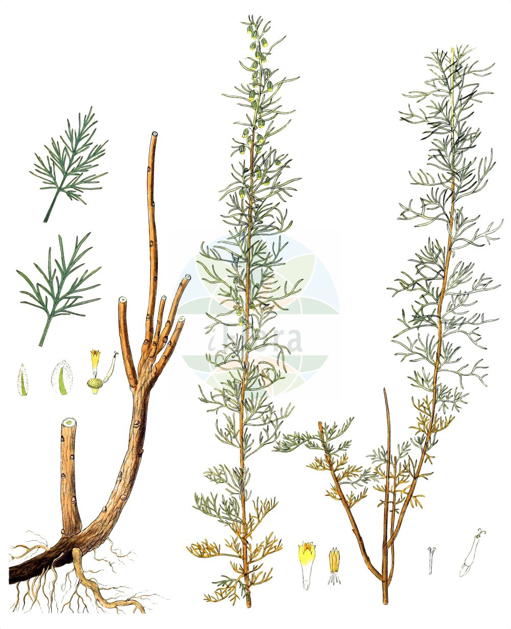 Historische Abbildung von Artemisia abrotanum (Southernwood). Das Bild zeigt Blatt, Bluete, Frucht und Same. ---- Historical Drawing of Artemisia abrotanum (Southernwood). The image is showing leaf, flower, fruit and seed.(Artemisia abrotanum,Southernwood,Artemisia abrotanum,Artemisia elatior,Artemisia herbacea,Artemisia paniculata,Artemisia procera,Artemisia proceriformis,Artemisia,Beifuß,Mugwort,Asteraceae,Korbblütengewächse,Daisy family,Blatt,Bluete,Frucht,Same,leaf,flower,fruit,seed,Hayne (1805-1856))