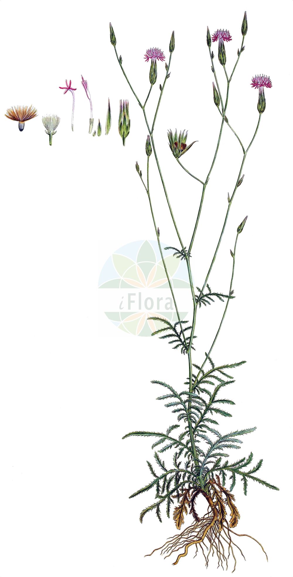 Historische Abbildung von Crupina vulgaris. Das Bild zeigt Blatt, Bluete, Frucht und Same. ---- Historical Drawing of Crupina vulgaris. The image is showing leaf, flower, fruit and seed.(Crupina vulgaris,Centaurea acuta,Centaurea crupina,Centaurea tenuifolia,Crupina acuta,Crupina brachypappa,Crupina vulgaris,Crupina,Asteraceae,Korbblütengewächse,Daisy family,Blatt,Bluete,Frucht,Same,leaf,flower,fruit,seed,Sibthorp & Smith (1806-1840))