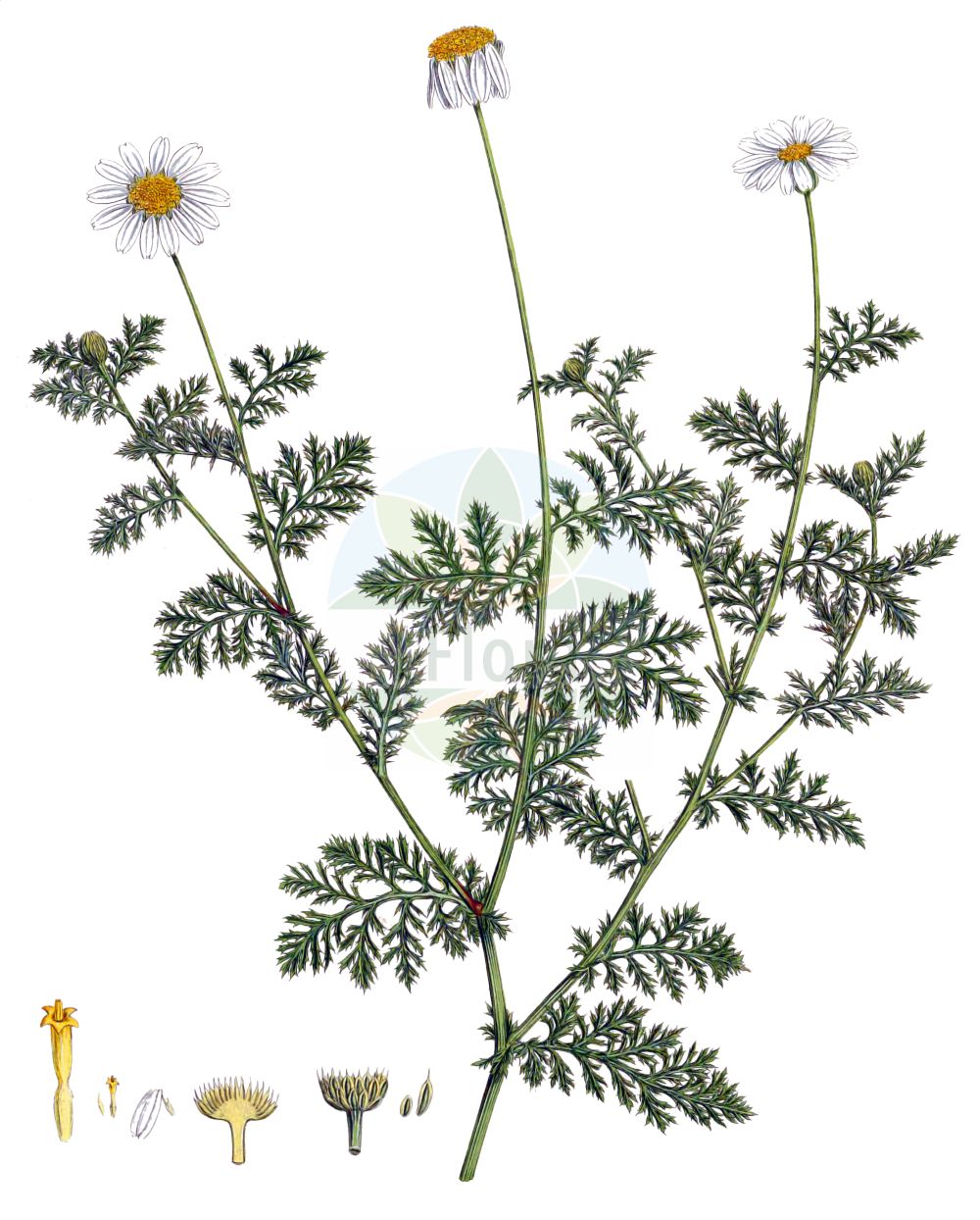 Historische Abbildung von Cota altissima. Das Bild zeigt Blatt, Bluete, Frucht und Same. ---- Historical Drawing of Cota altissima. The image is showing leaf, flower, fruit and seed.(Cota altissima,Anthemis altissima,Anthemis cota,Cota altissima,Cota,Asteraceae,Korbblütengewächse,Daisy family,Blatt,Bluete,Frucht,Same,leaf,flower,fruit,seed,Sibthorp & Smith (1806-1840))
