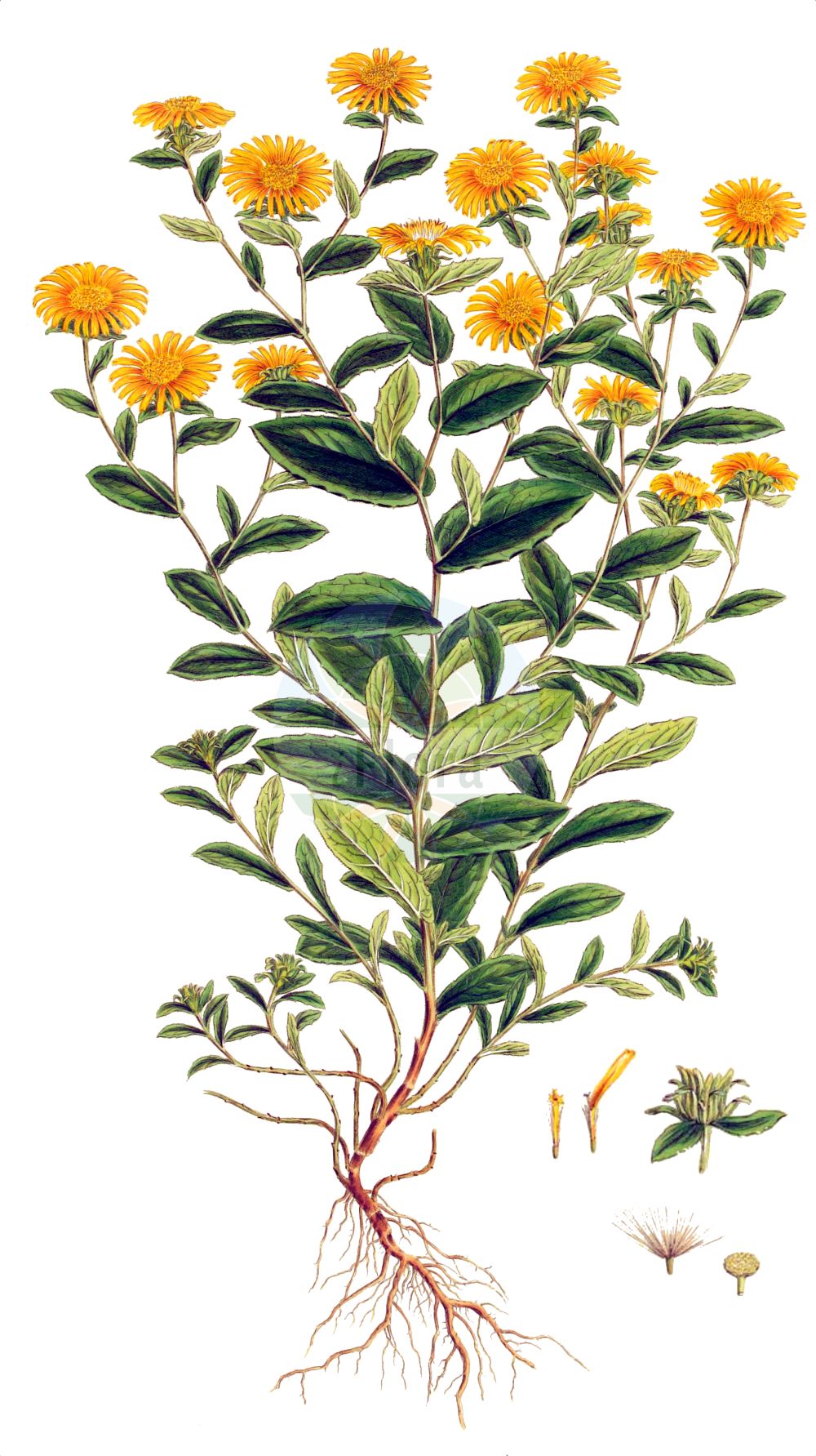 Historische Abbildung von Inula spiraeifolia. Das Bild zeigt Blatt, Bluete, Frucht und Same. ---- Historical Drawing of Inula spiraeifolia. The image is showing leaf, flower, fruit and seed.(Inula spiraeifolia,Inula spiraeifolia,Inula squarrosa,Inula,Alant,Yellowhead,Asteraceae,Korbblütengewächse,Daisy family,Blatt,Bluete,Frucht,Same,leaf,flower,fruit,seed,Sibthorp & Smith (1806-1840))