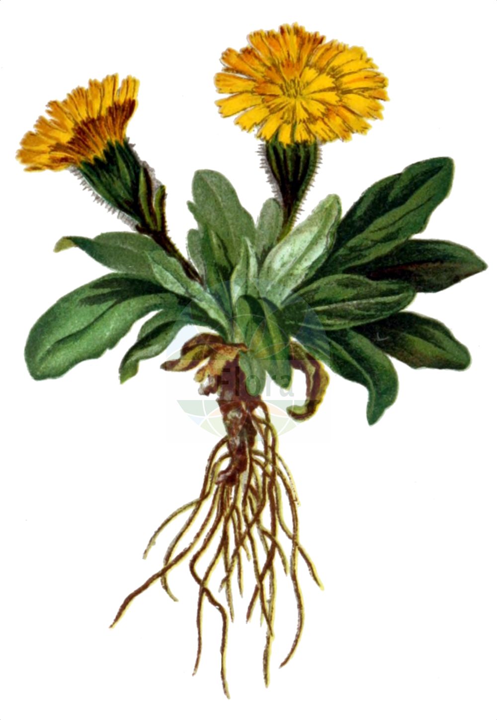 Historische Abbildung von Crepis rhaetica. Das Bild zeigt Blatt, Bluete, Frucht und Same. ---- Historical Drawing of Crepis rhaetica. The image is showing leaf, flower, fruit and seed.(Crepis rhaetica,Crepis jubata,Crepis rhaetica,Soyeria jubata,Crepis,Pippau,Hawk's-beard,Asteraceae,Korbblütengewächse,Daisy family,Blatt,Bluete,Frucht,Same,leaf,flower,fruit,seed,Hartinger & von Dalla Torre (1806f))