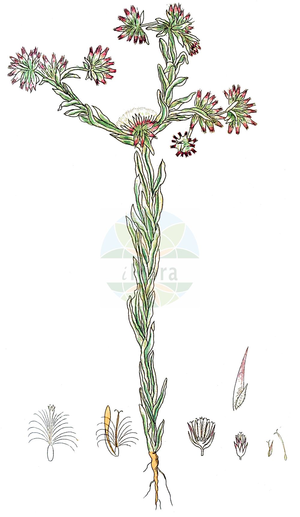 Historische Abbildung von Filago germanica (Spatelblättriges Filzkraut - Common Cudweed). Das Bild zeigt Blatt, Bluete, Frucht und Same. ---- Historical Drawing of Filago germanica (Spatelblättriges Filzkraut - Common Cudweed). The image is showing leaf, flower, fruit and seed.(Filago germanica,Spatelblättriges Filzkraut,Common Cudweed,Filago canescens,Filago germanica,Filago numidica,Filago vulgaris,Gifola germanica,Gnaphalium germanicum,Spatelblaettriges Filzkraut,Deutsches Filzkraut,Gewoehnliches Filzkraut,Common Cudweed,Common Cottonrose,Common Cutweed,Filago,Filzkraut,Cottonrose,Asteraceae,Korbblütengewächse,Daisy family,Blatt,Bluete,Frucht,Same,leaf,flower,fruit,seed,Svensk Botanik (Svensk Botanik))