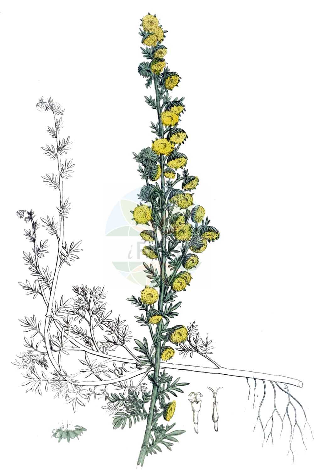 Historische Abbildung von Artemisia rupestris (Felsen-Beifuß - Rock Mugwort). Das Bild zeigt Blatt, Bluete, Frucht und Same. ---- Historical Drawing of Artemisia rupestris (Felsen-Beifuß - Rock Mugwort). The image is showing leaf, flower, fruit and seed.(Artemisia rupestris,Felsen-Beifuß,Rock Mugwort,Artemisia rupestris,Felsen-Beifuss,Steppen-Beifuss,Rock Mugwort,Artemisia,Beifuß,Mugwort,Asteraceae,Korbblütengewächse,Daisy family,Blatt,Bluete,Frucht,Same,leaf,flower,fruit,seed,Svensk Botanik (Svensk Botanik))