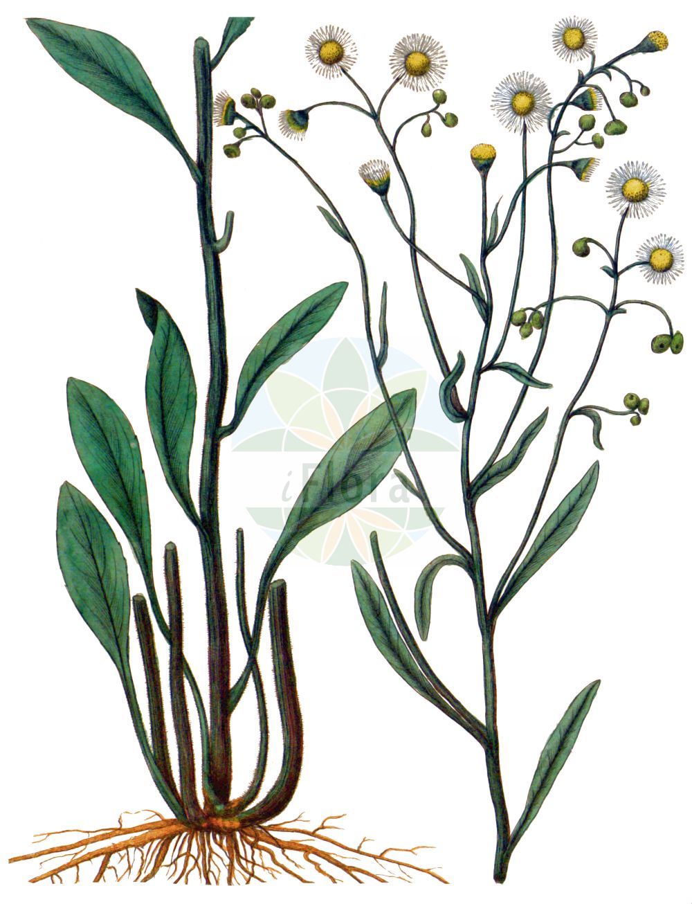 Historische Abbildung von Erigeron philadelphicus (Philadelphia-Berufkraut - Robin's-plantain). Das Bild zeigt Blatt, Bluete, Frucht und Same. ---- Historical Drawing of Erigeron philadelphicus (Philadelphia-Berufkraut - Robin's-plantain). The image is showing leaf, flower, fruit and seed.(Erigeron philadelphicus,Philadelphia-Berufkraut,Robin's-plantain,Erigeron philadelphicus,Philadelphia-Berufkraut,Robin's-plantain,Philadelphia Fleabane,Erigeron,Berufkraut,Fleabane,Asteraceae,Korbblütengewächse,Daisy family,Blatt,Bluete,Frucht,Same,leaf,flower,fruit,seed,Barton (1817-1818))