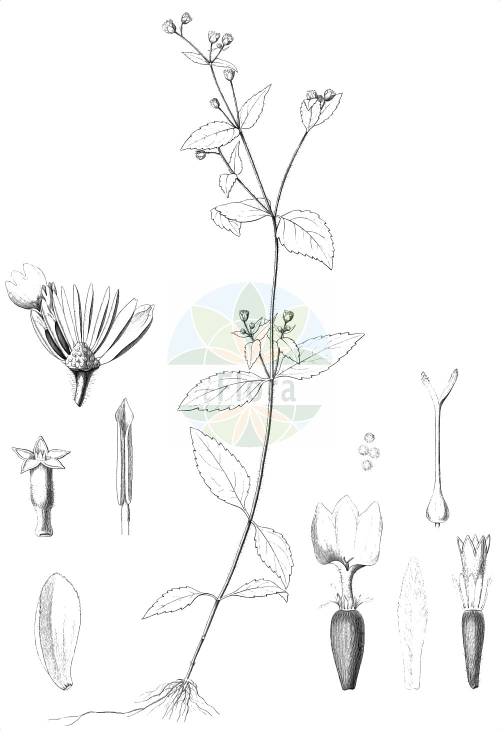 Historische Abbildung von Galinsoga quadriradiata (Zottiges Franzosenkraut - Shaggy-soldier). Das Bild zeigt Blatt, Bluete, Frucht und Same. ---- Historical Drawing of Galinsoga quadriradiata (Zottiges Franzosenkraut - Shaggy-soldier). The image is showing leaf, flower, fruit and seed.(Galinsoga quadriradiata,Zottiges Franzosenkraut,Shaggy-soldier,Adventina ciliata,Galinsoga aristulata,Galinsoga caracasana,Galinsoga ciliata,Galinsoga quadriradiata,Galinsoga urticifolia,Vargasia caracasana,Wiborgia urticifolia,Zottiges Franzosenkraut,Behaartes Franzosenkraut,Zottiges Knopfkraut,Shaggy-soldier,Hairy Galinsoga,Galinsoga,Franzosenkraut,Gallant Soldier,Asteraceae,Korbblütengewächse,Daisy family,Blatt,Bluete,Frucht,Same,leaf,flower,fruit,seed,Delessert & de Candolle (1820-1846))