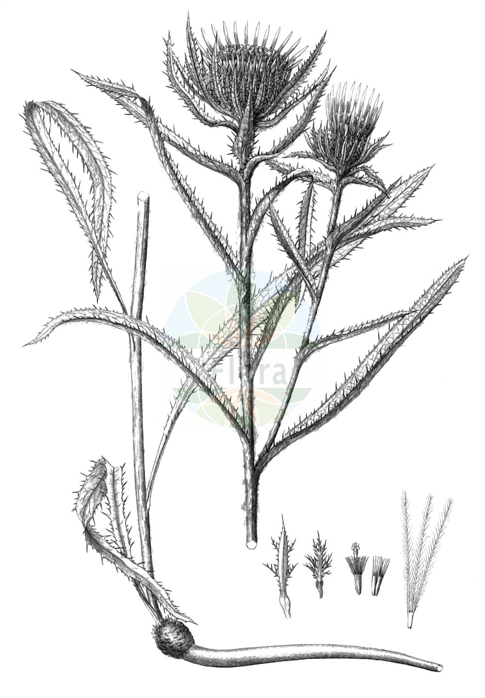 Historische Abbildung von Carlina biebersteinii (Steife Golddistel - Carline Thistle). Das Bild zeigt Blatt, Bluete, Frucht und Same. ---- Historical Drawing of Carlina biebersteinii (Steife Golddistel - Carline Thistle). The image is showing leaf, flower, fruit and seed.(Carlina biebersteinii,Steife Golddistel,Carline Thistle,Carlina biebersteinii,Carlina longifolia,Carlina stricta,Carlina vulgaris,Carlina vulgaris var. longifolia,Steife Golddistel,Steife Eberwurz,Carline Thistle,Carlina,Eberwurz,Carline Thistle,Asteraceae,Korbblütengewächse,Daisy family,Blatt,Bluete,Frucht,Same,leaf,flower,fruit,seed,Reichenbach (1823-1832))