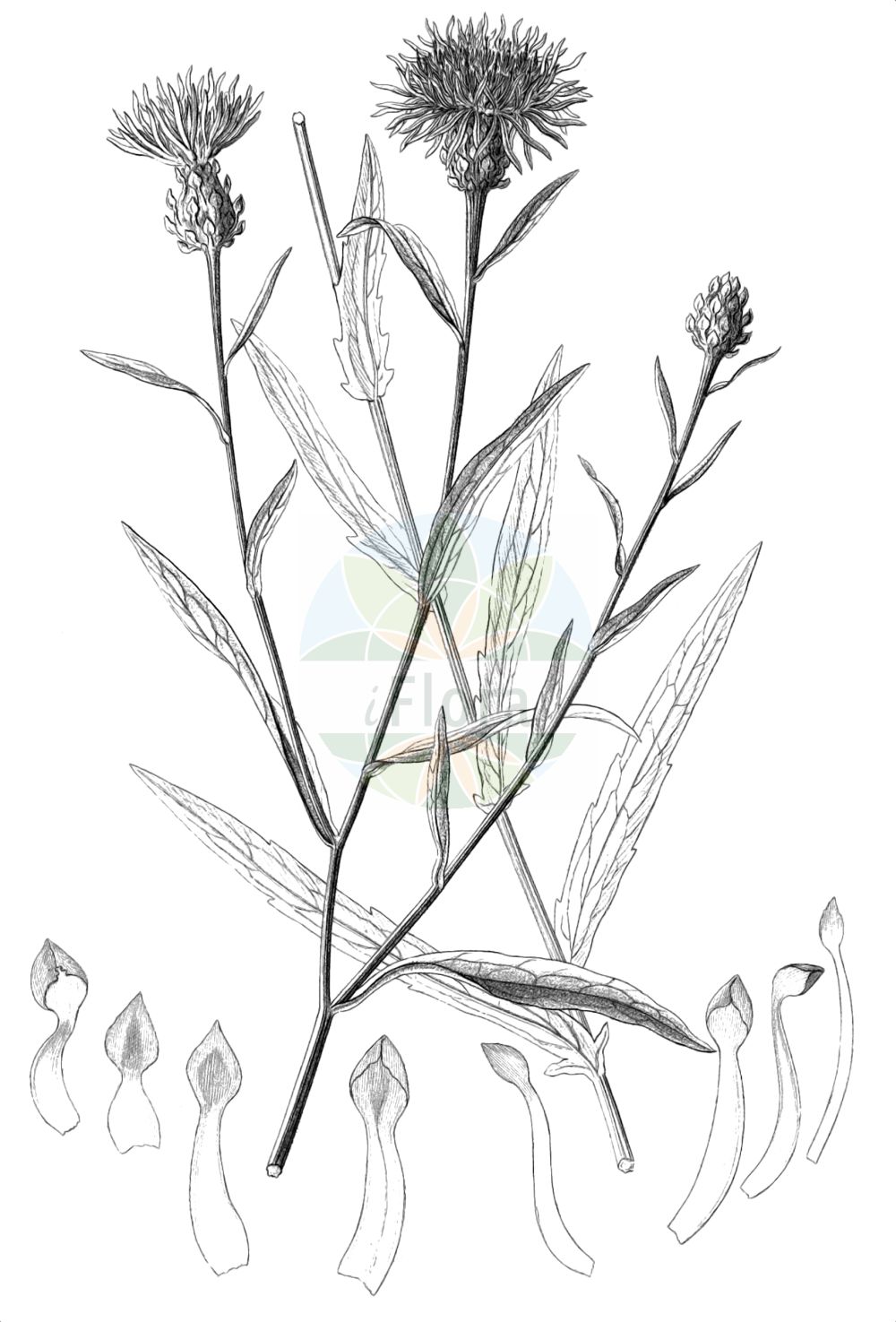 Historische Abbildung von Centaurea jacea (Wiesen-Flockenblume - Brown Knapweed). Das Bild zeigt Blatt, Bluete, Frucht und Same. ---- Historical Drawing of Centaurea jacea (Wiesen-Flockenblume - Brown Knapweed). The image is showing leaf, flower, fruit and seed.(Centaurea jacea,Wiesen-Flockenblume,Brown Knapweed,Centaurea jacea,Centaurea pratensis,Centaurea variabilis,Jacea pratensis,Jacea tomentosa,,Wiesen-Flockenblume,Gewoehnliche Wiesen-Flockenblume,Brown Knapweed,Brownray Knapweed,Centaurea,Flockenblume,Knapweed,Asteraceae,Korbblütengewächse,Daisy family,Blatt,Bluete,Frucht,Same,leaf,flower,fruit,seed,Reichenbach (1823-1832))